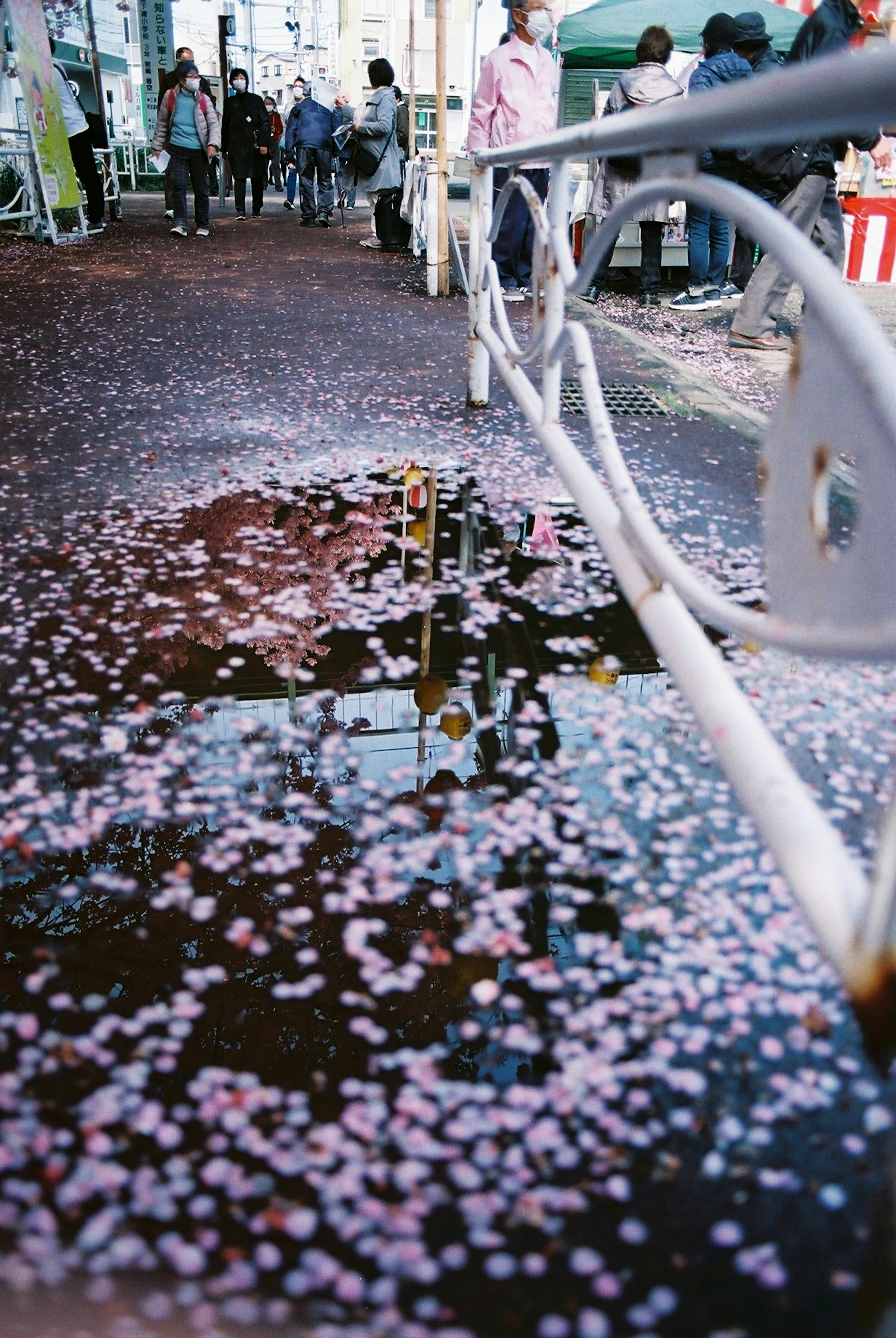 Pétalos de cerezo esparcidos en el suelo reflejando una escena urbana en un charco