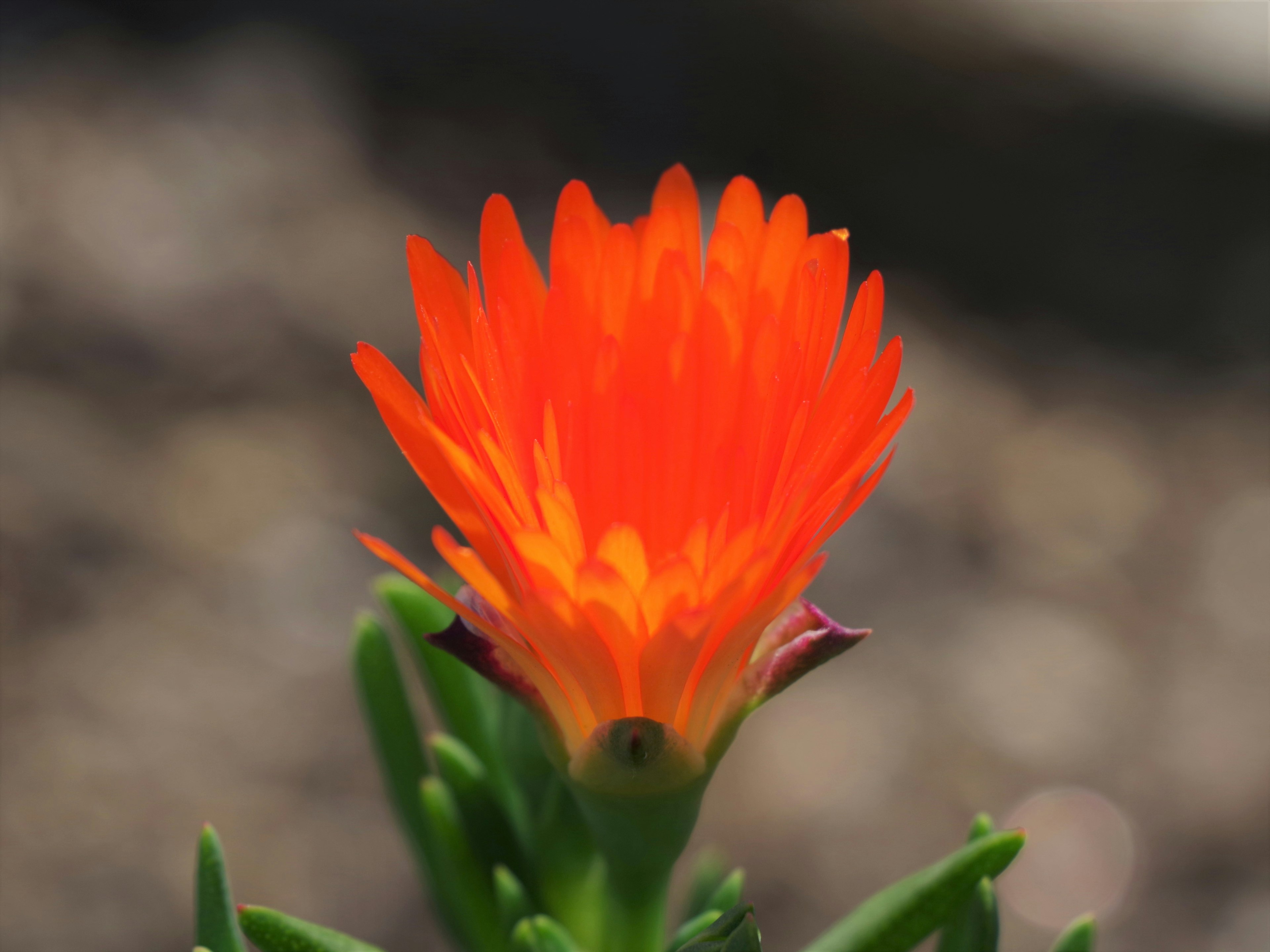 Flor naranja vibrante en plena floración