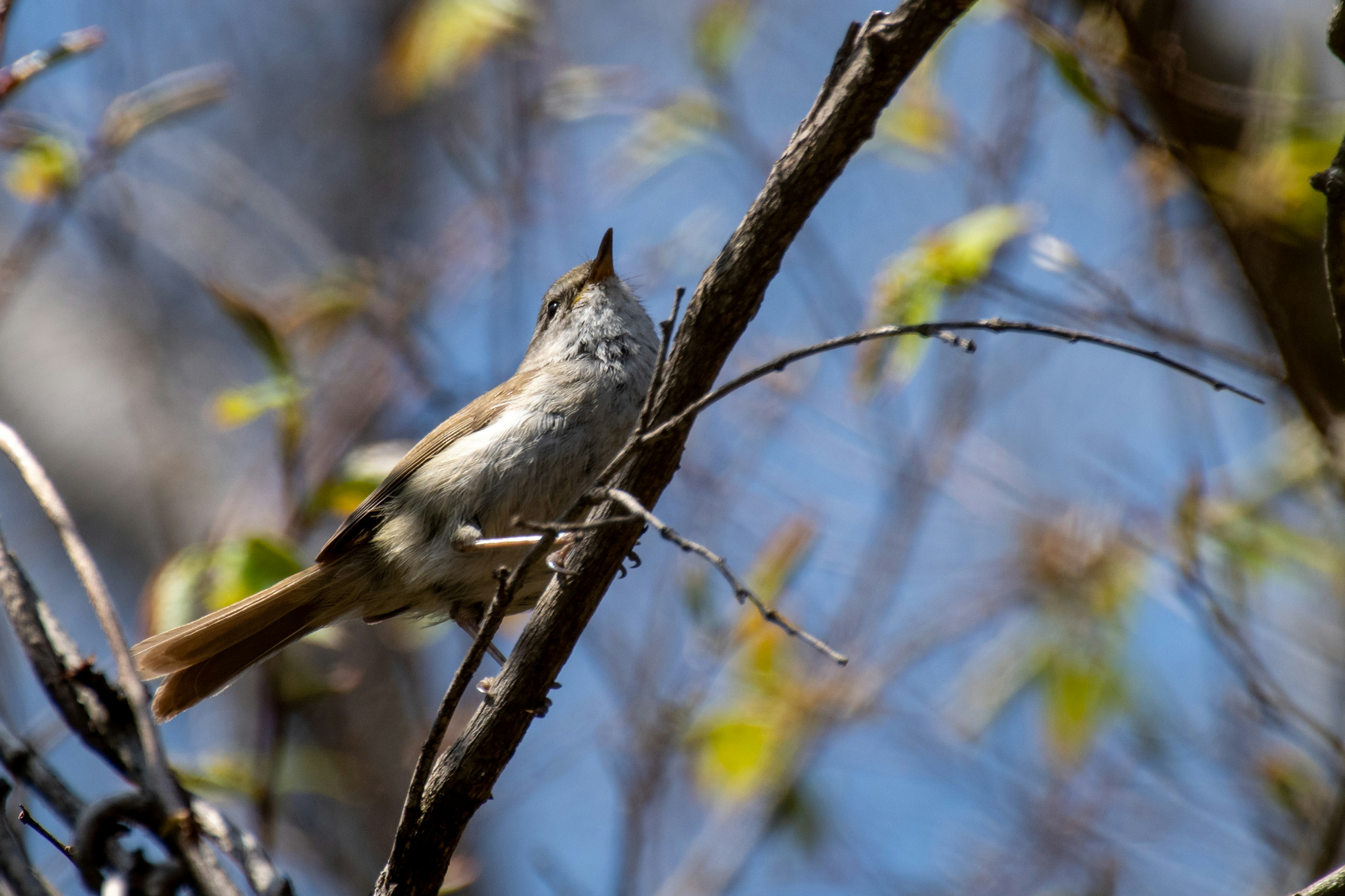 A small bird perched on a branch against a blue sky