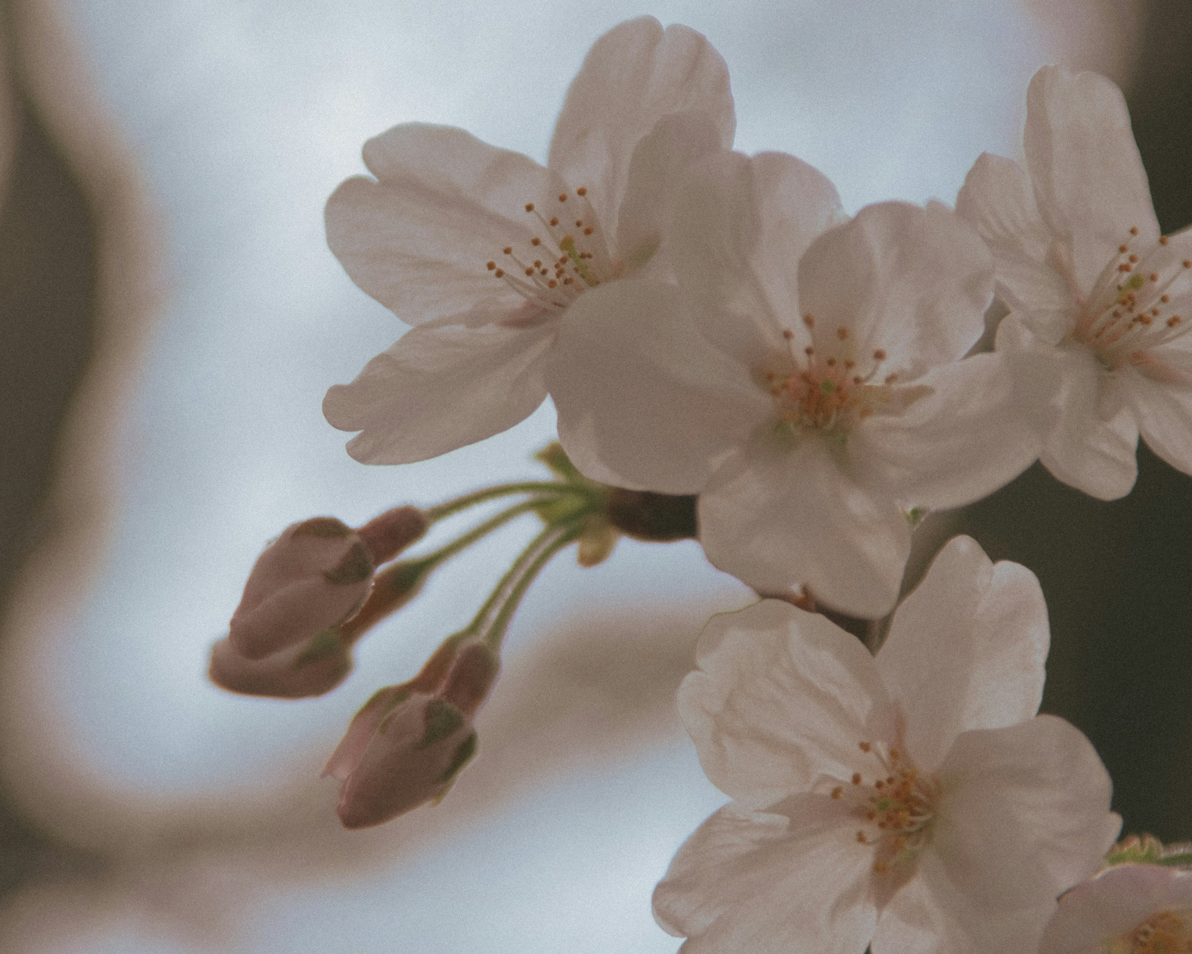 Primer plano de flores de cerezo en flor