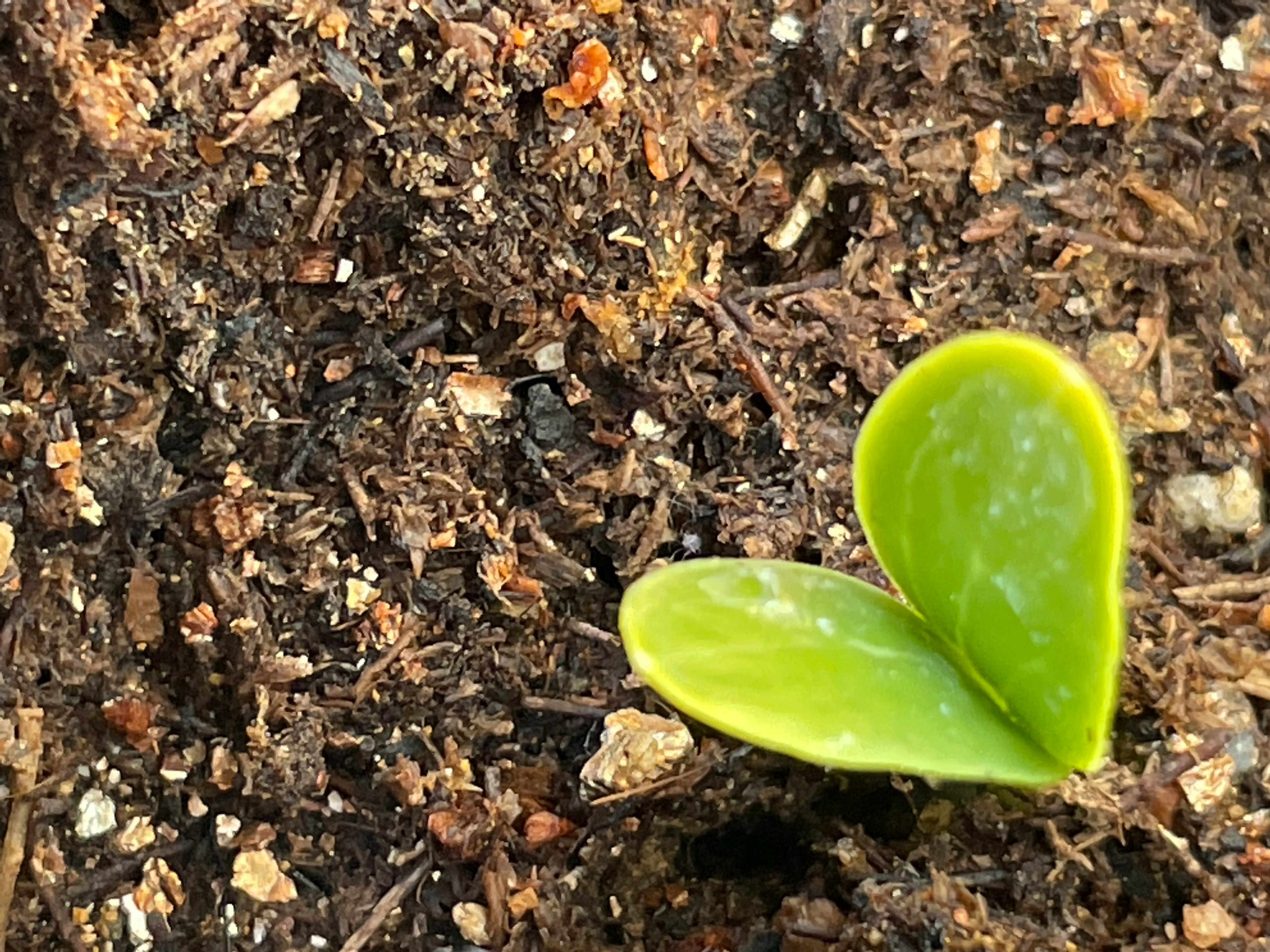 新しい芽が土の中から出ている様子の画像