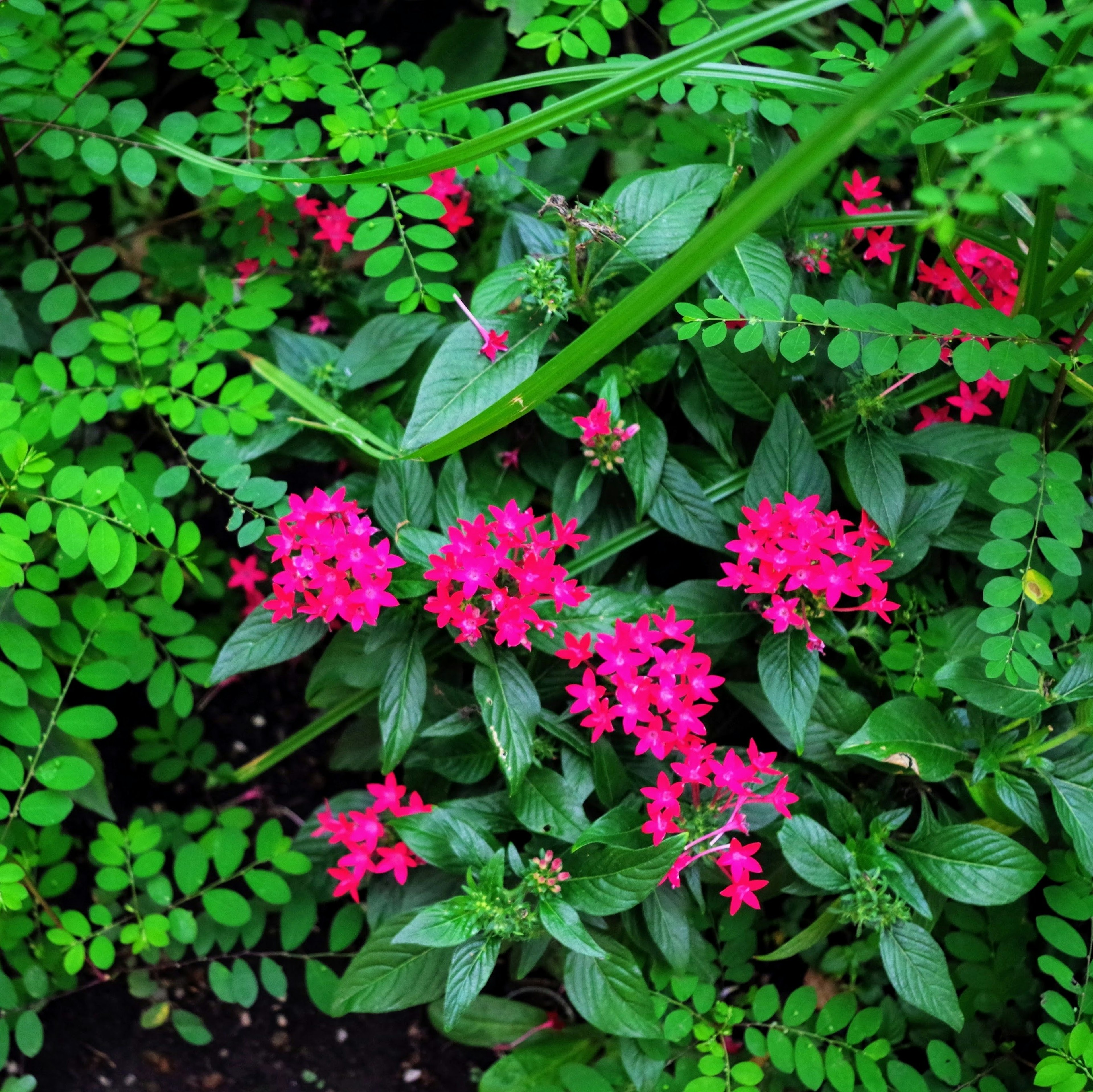 Vibrant pink flowers surrounded by lush green foliage