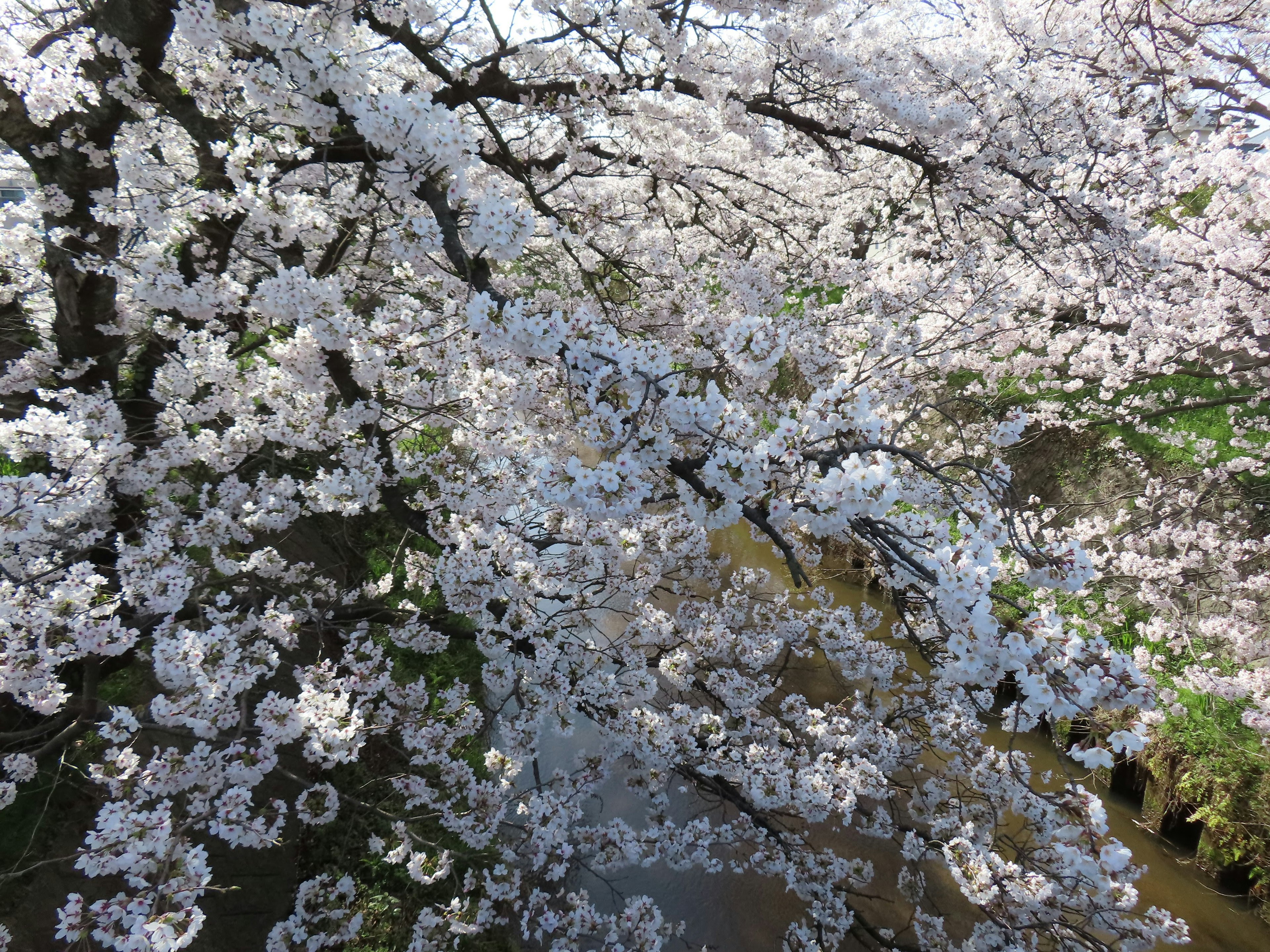 Close-up cabang pohon sakura yang dipenuhi bunga putih dan merah muda yang melimpah