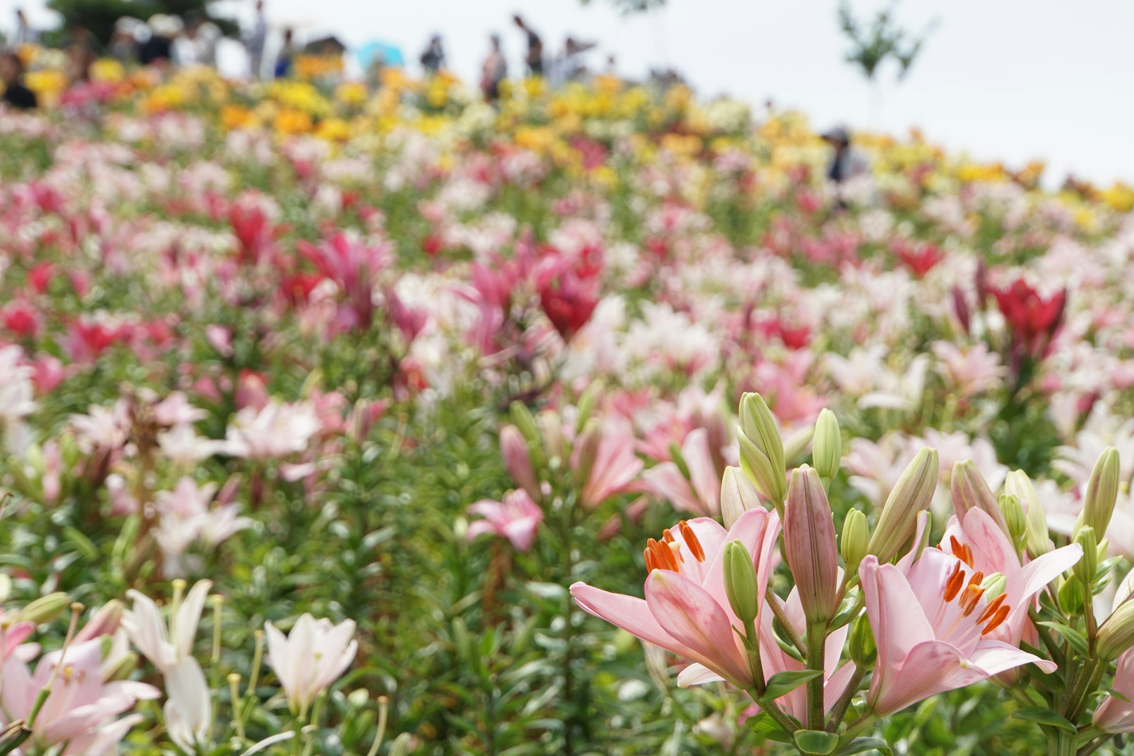 Un paysage de colline vibrant recouvert de lys en fleurs de différentes couleurs avec des visiteurs en arrière-plan