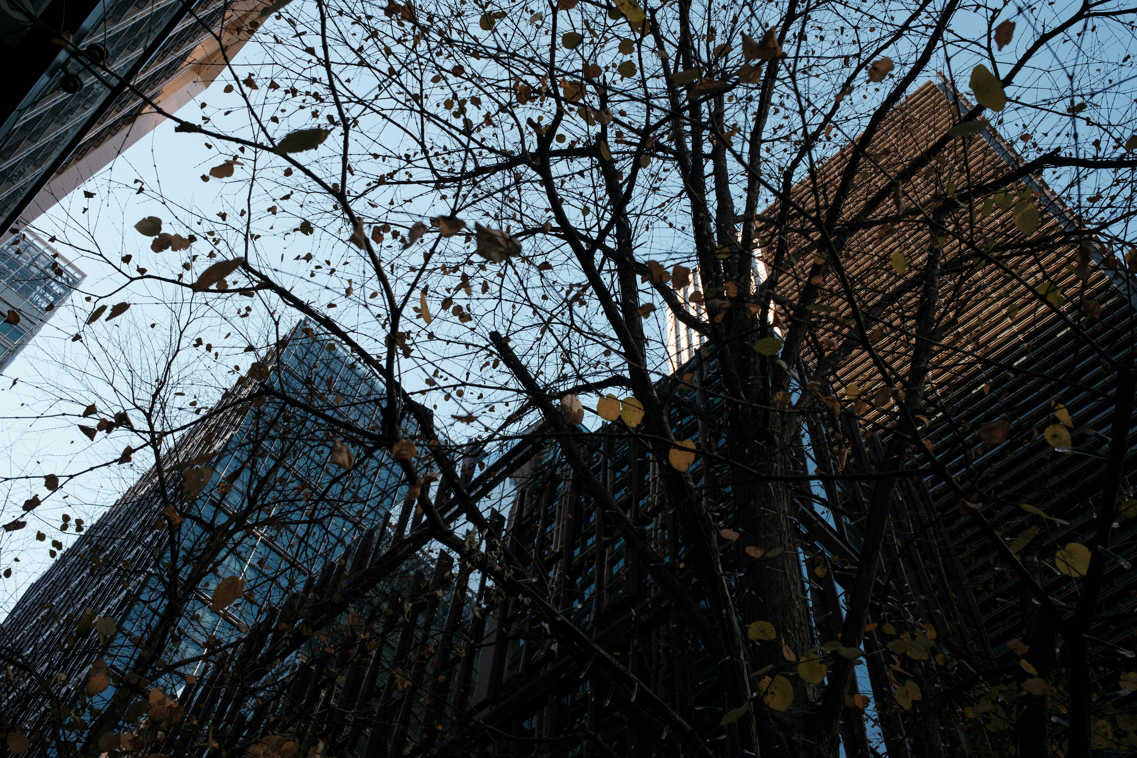 View of bare tree branches and blue sky between skyscrapers