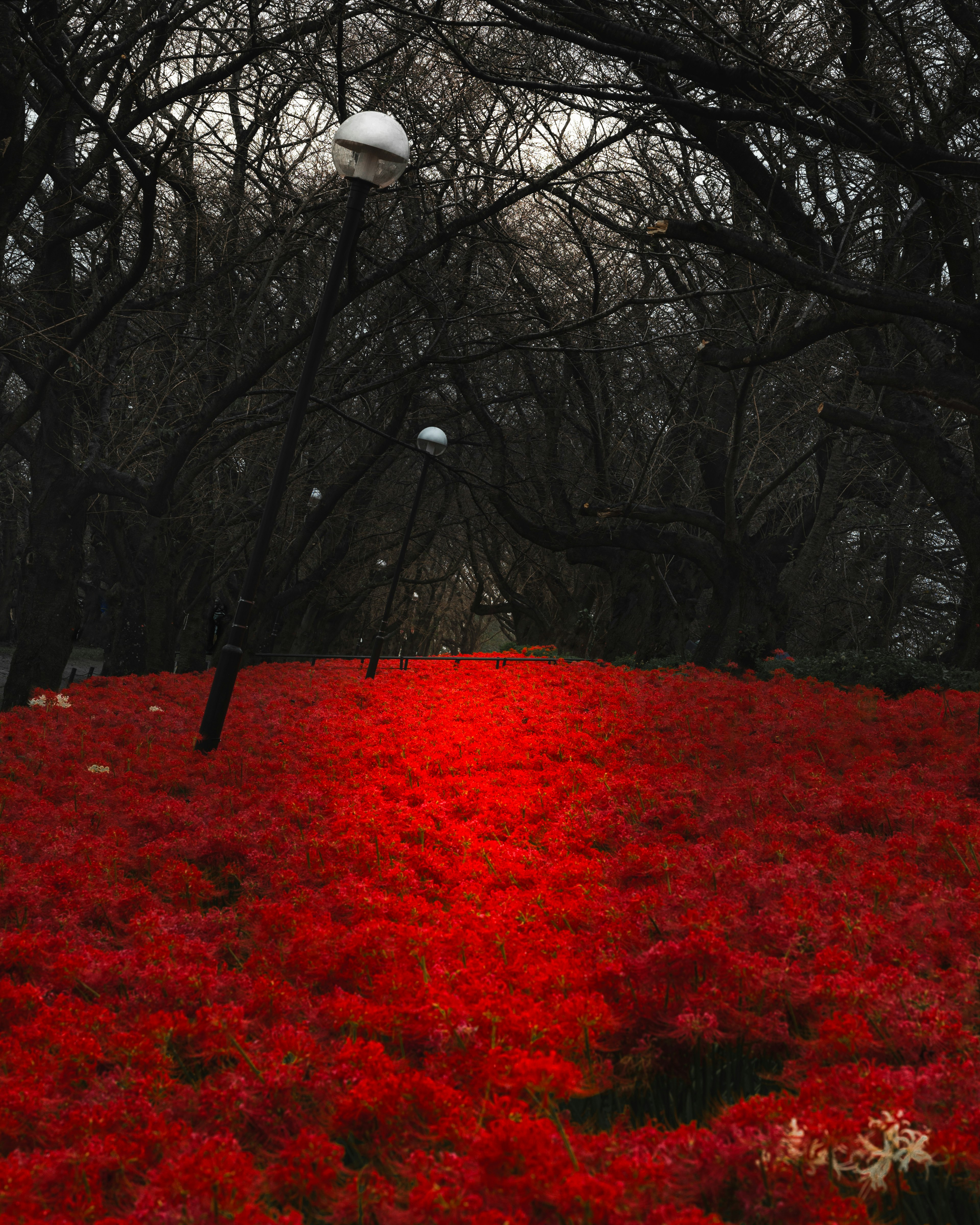 赤い花が咲く道と周囲の木々の風景