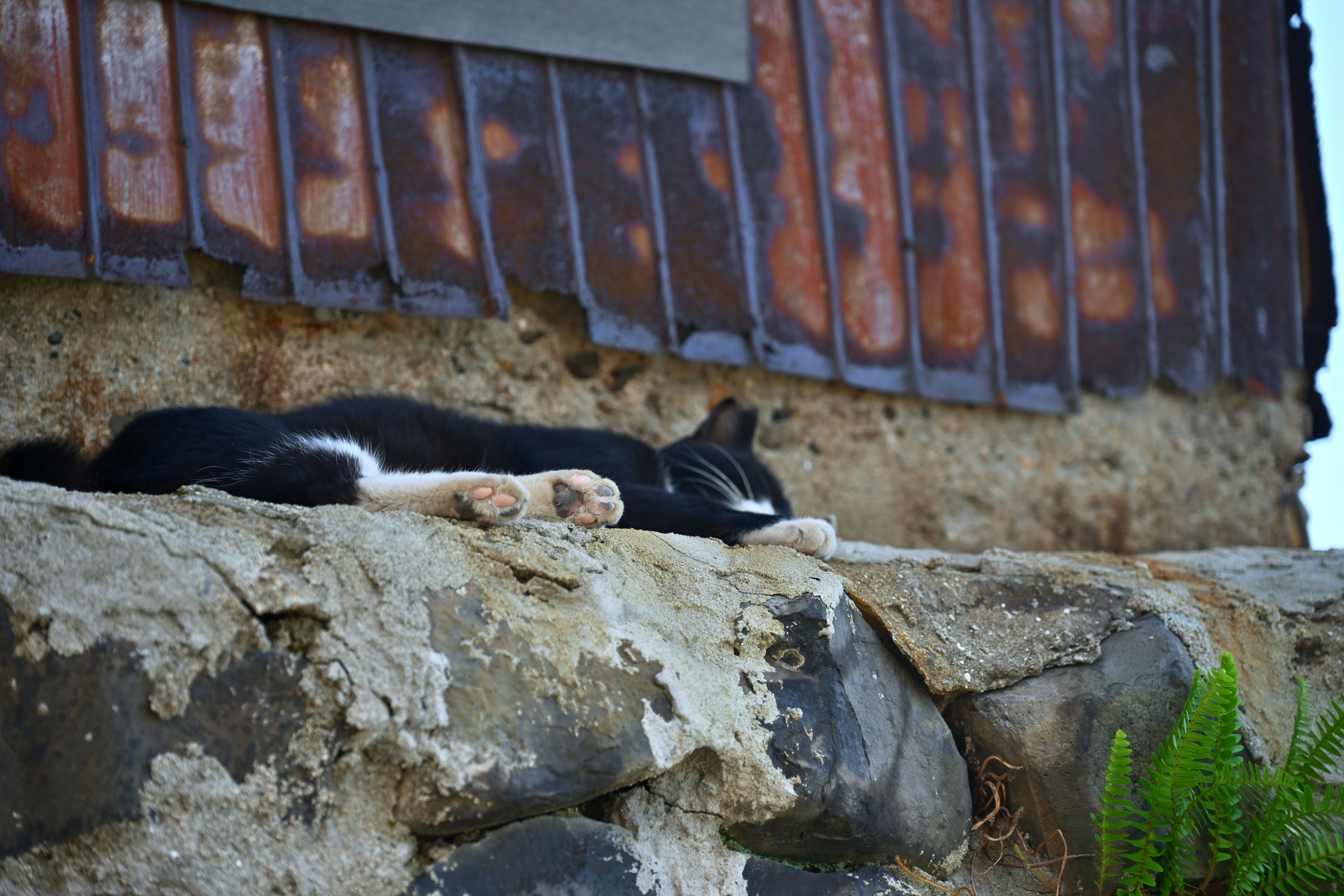 Gato negro y blanco tumbado en un borde de piedra