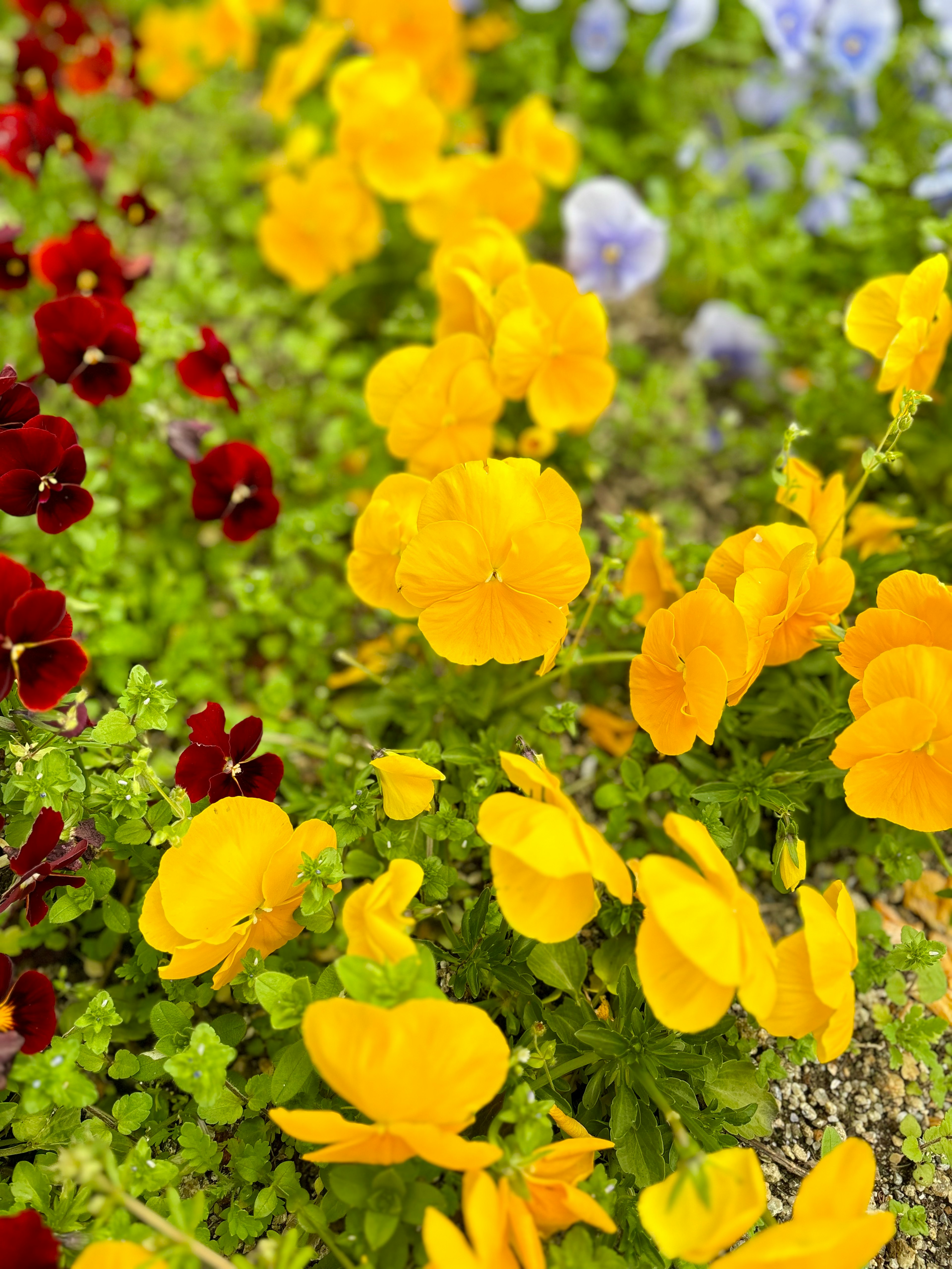 A vibrant garden scene with blooming flowers featuring bright yellow and deep red pansies