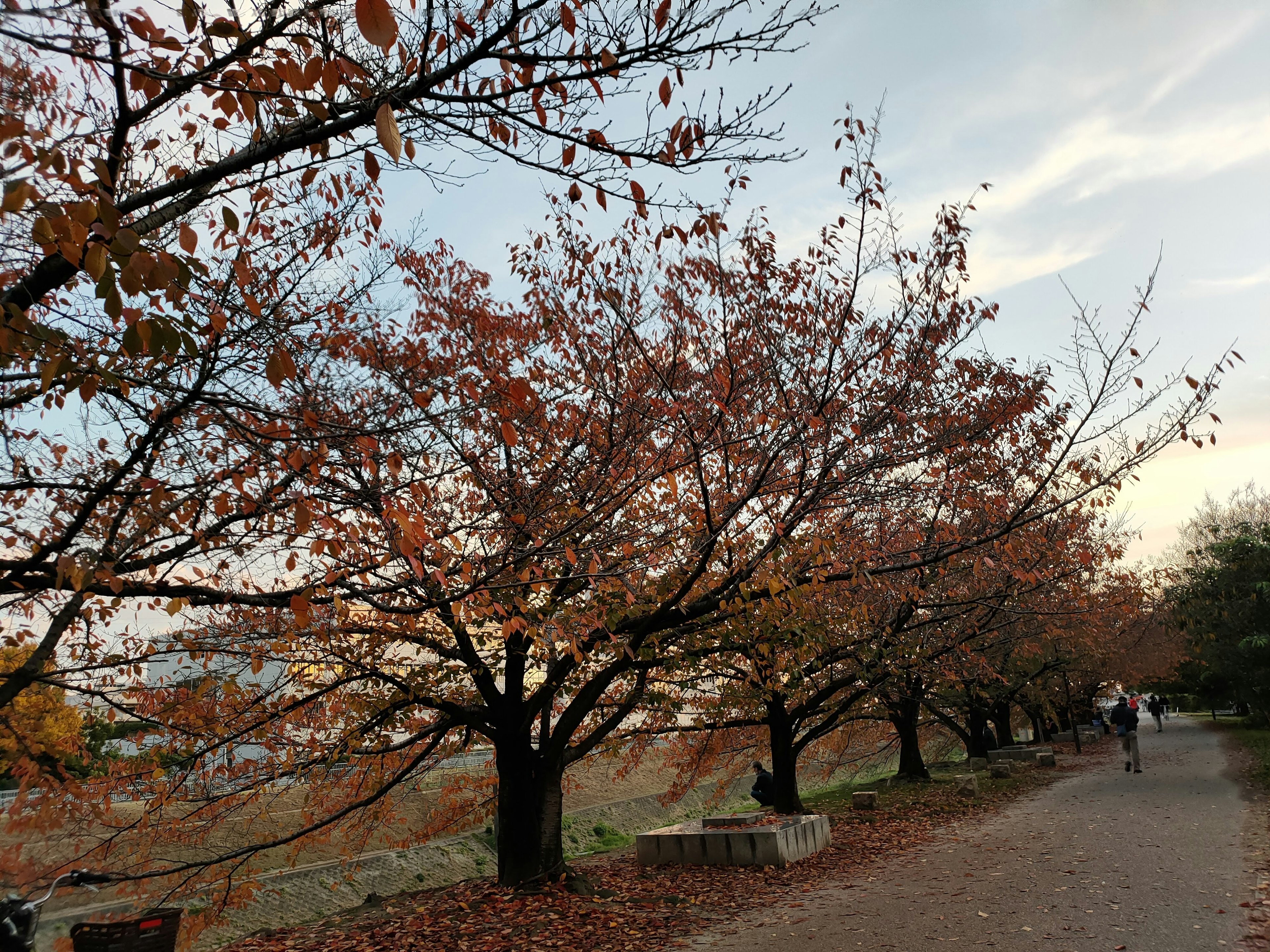 秋季櫻花樹排成的公園小道寧靜的傍晚場景