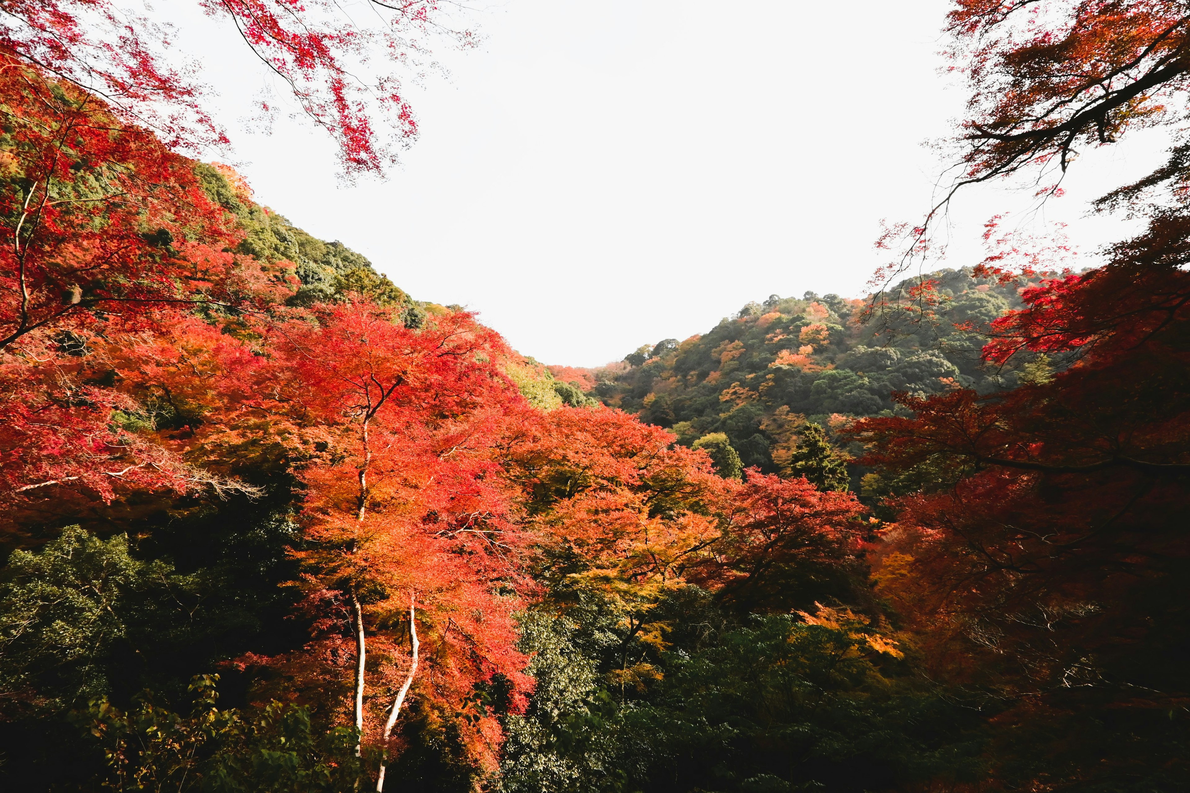 秋の紅葉が美しい山の風景