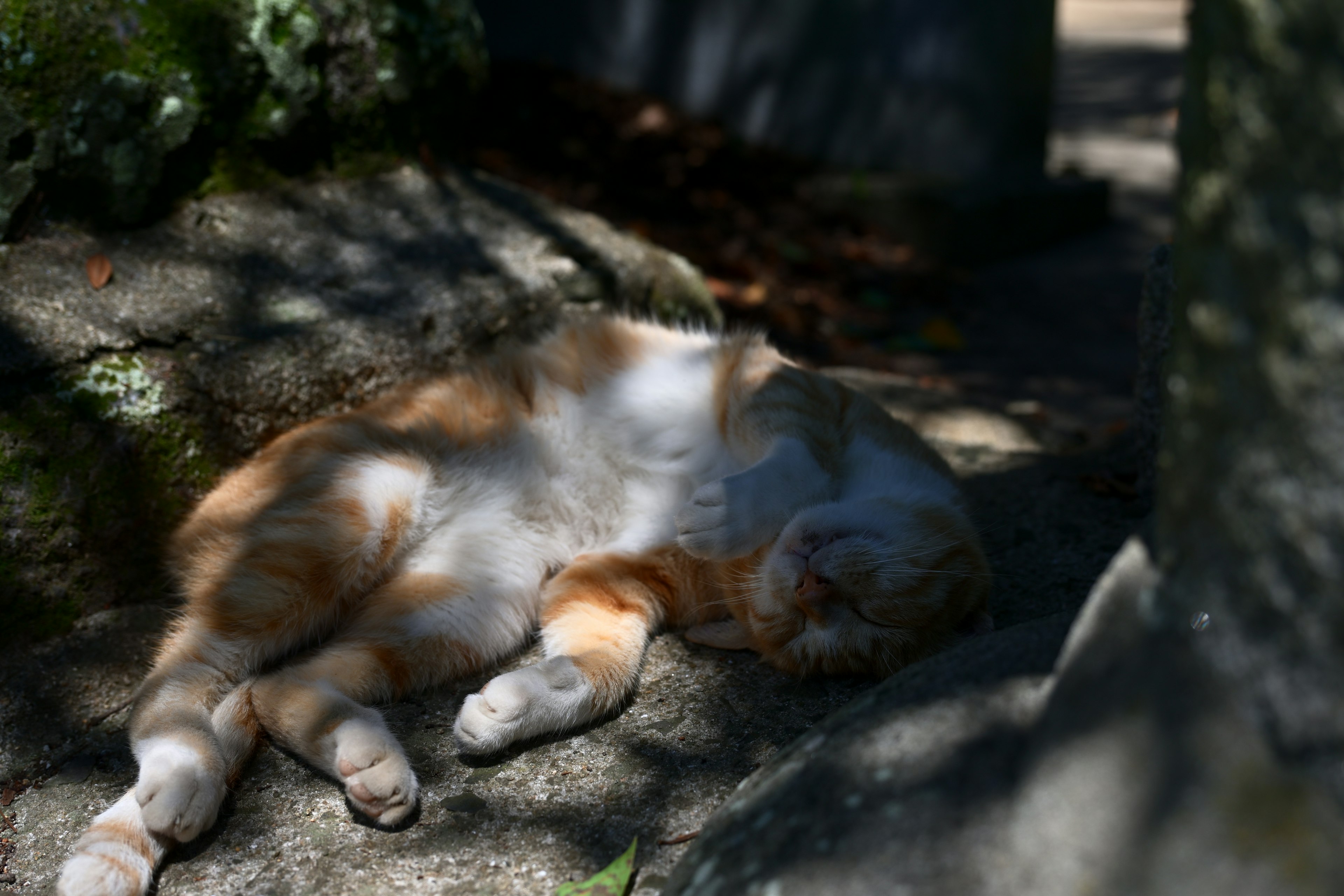 Gatto arancione e bianco che si rilassa al sole