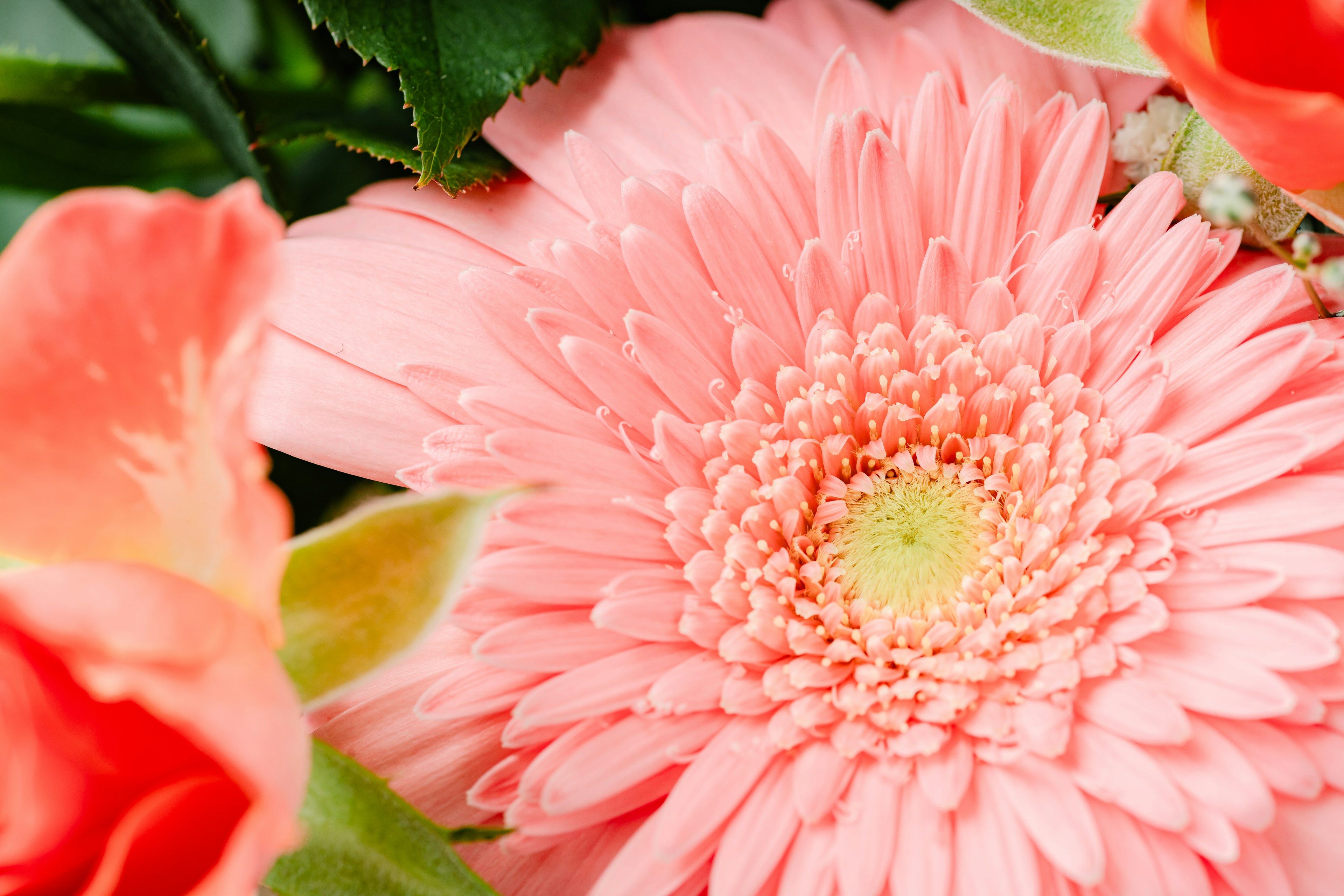 Acercamiento de una vibrante flor de gerbera rosa rodeada de rosas naranjas