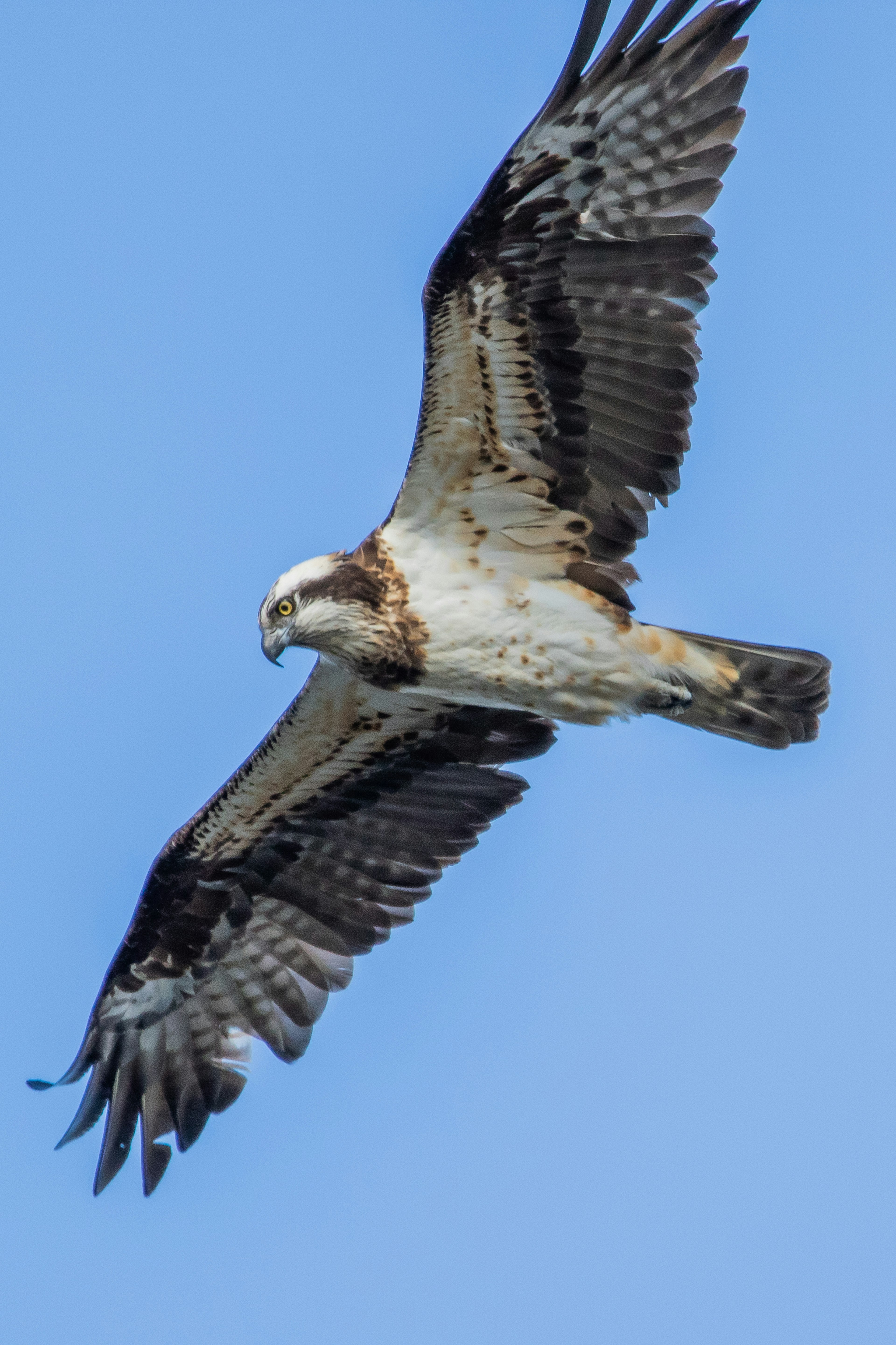 An osprey soaring through the sky with outstretched wings