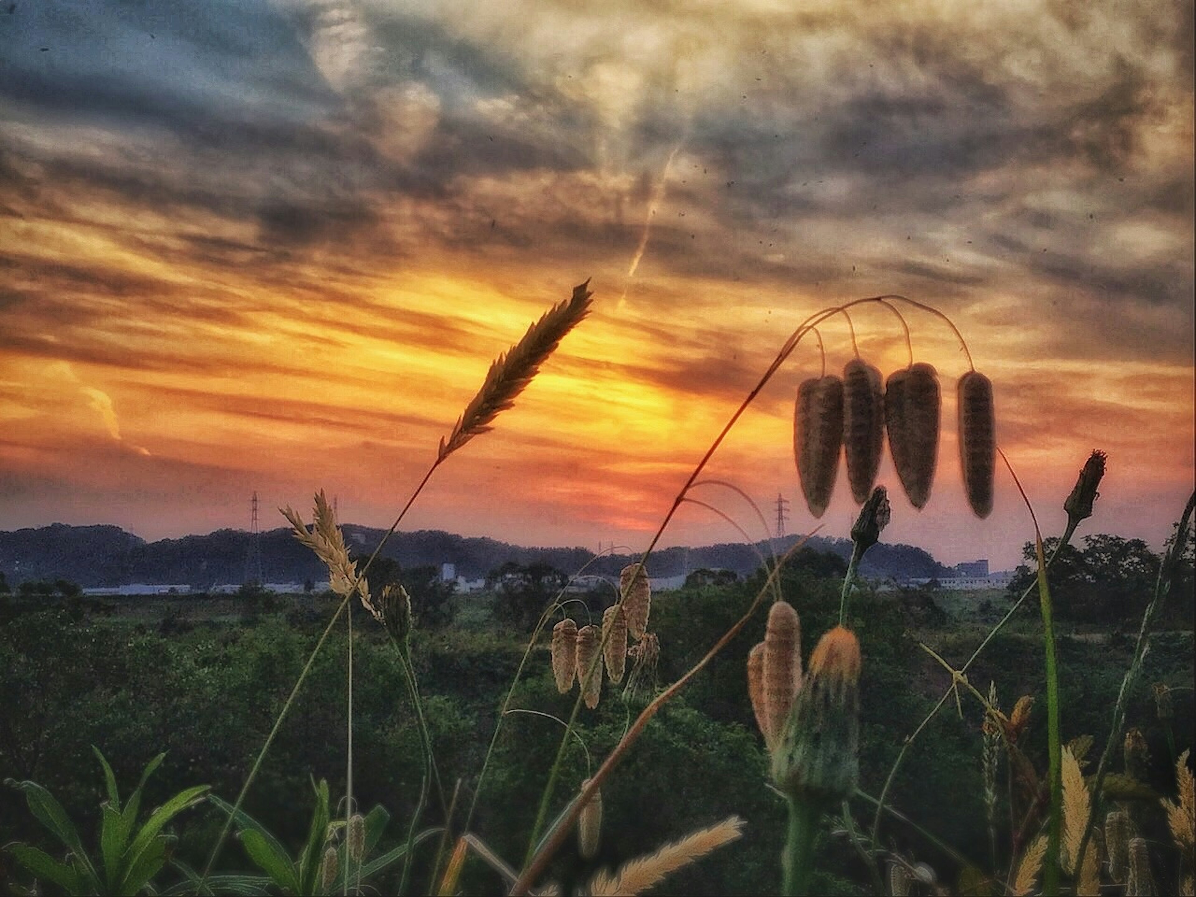 日落天空下的麦穗草特写