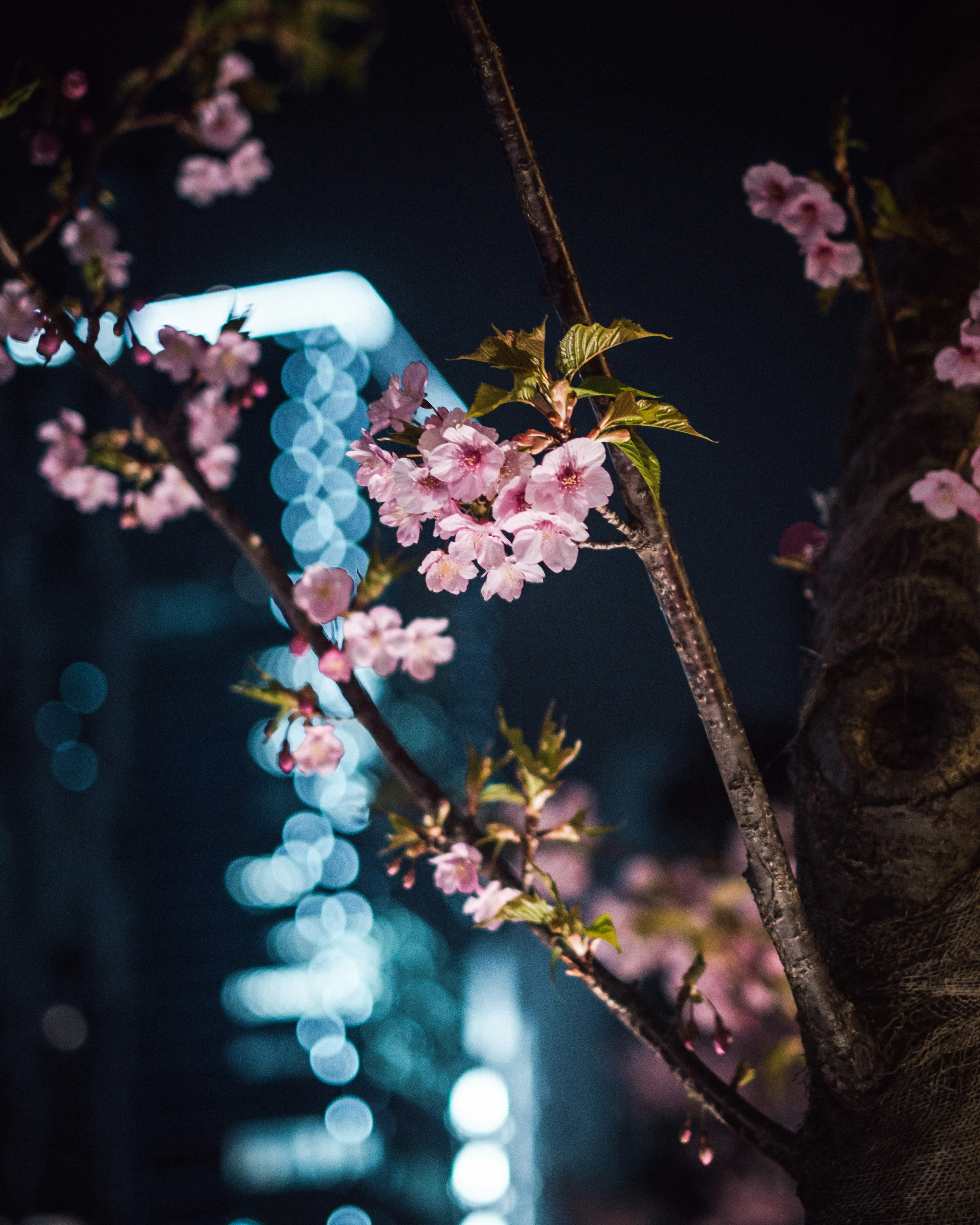 夜の桜の花とぼんやりした背景のビル