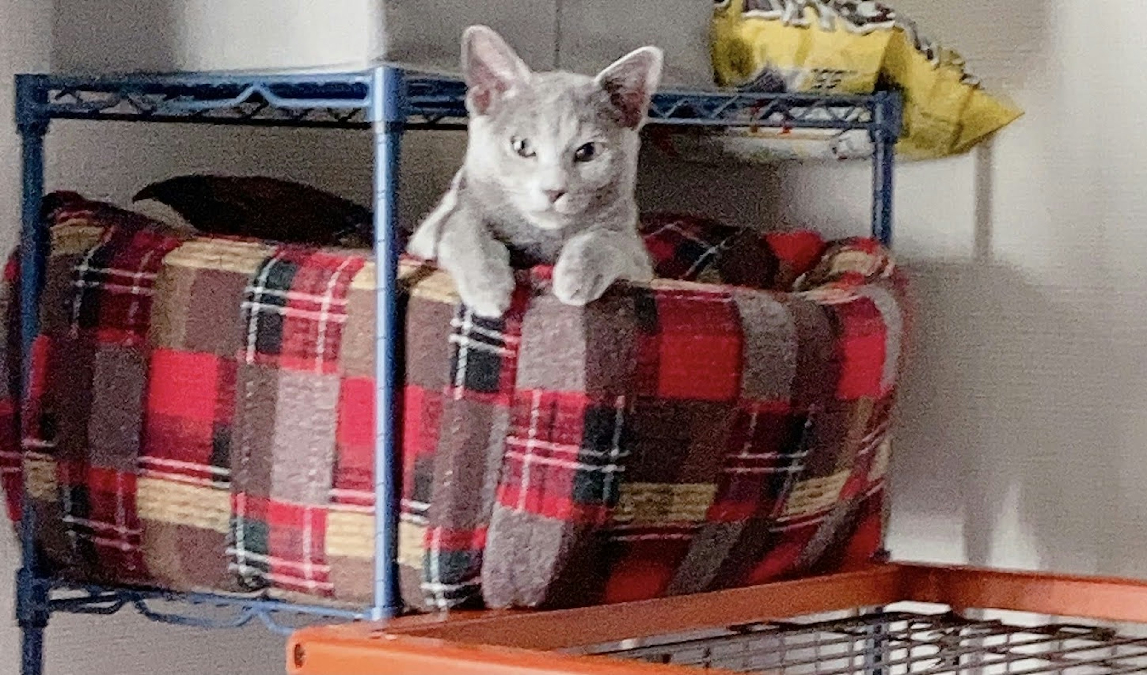 Chat gris assis sur une couverture à carreaux rouges