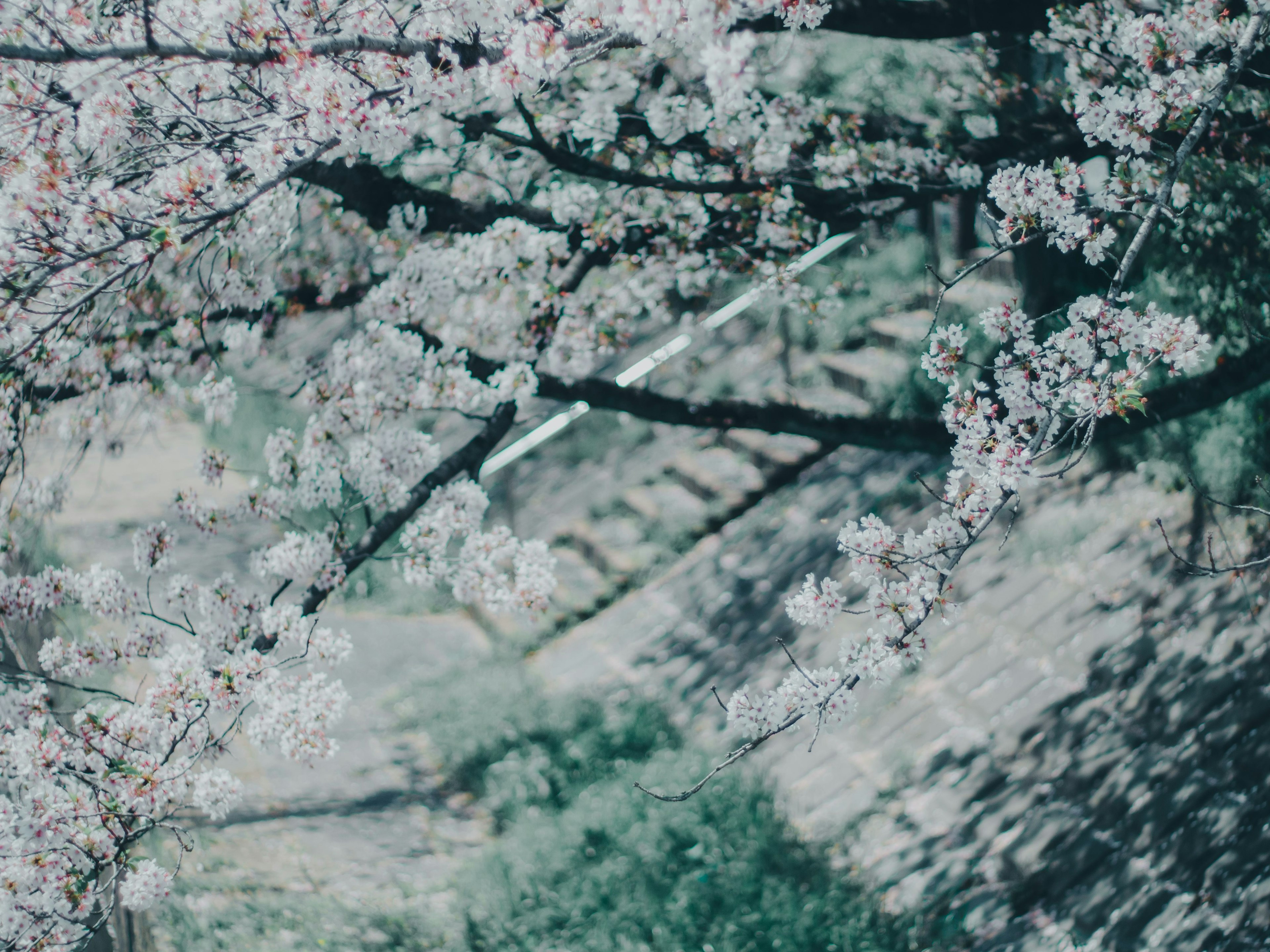 Close-up cabang bunga sakura dengan bunga merah muda dan latar belakang rumput hijau