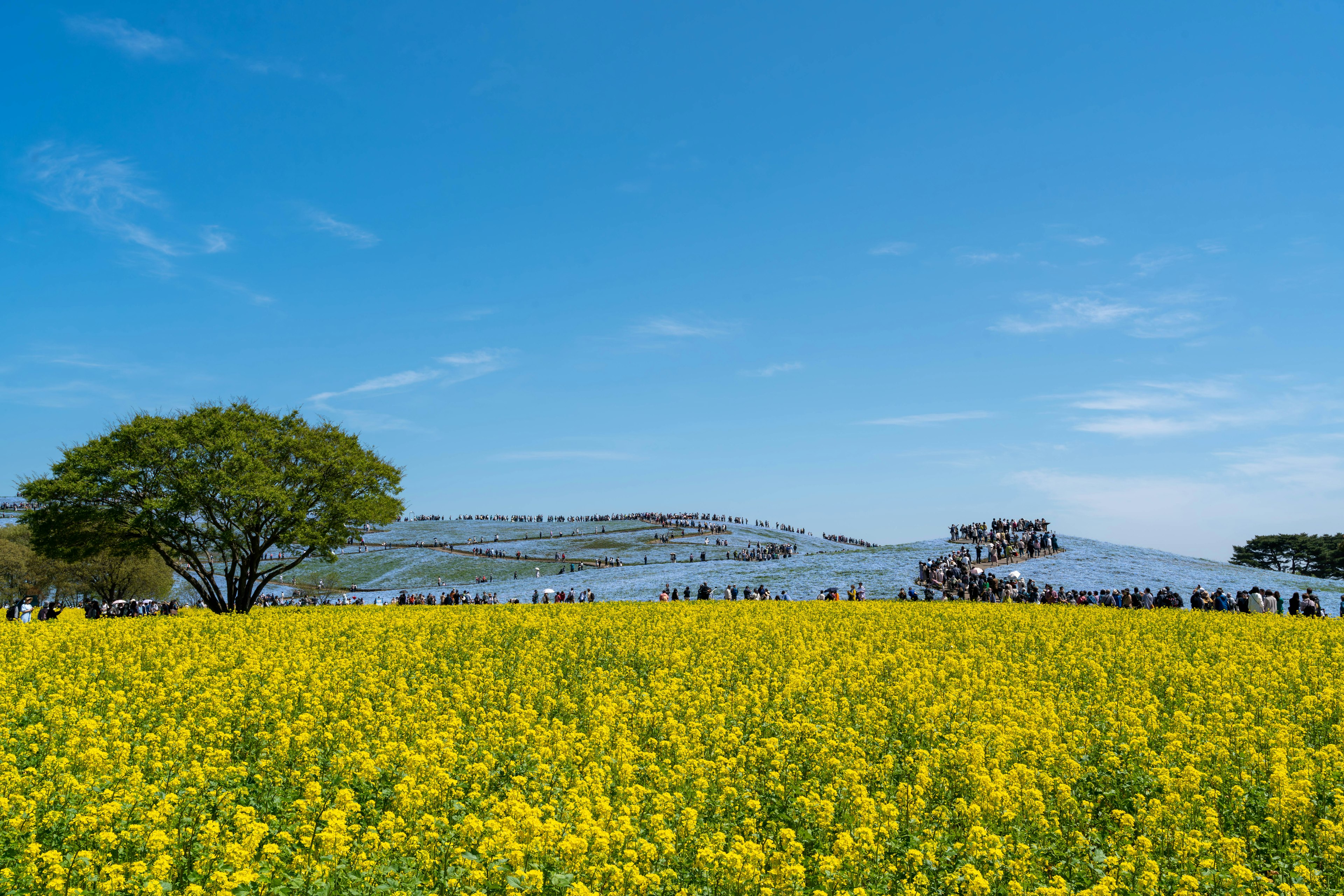 A vibrant yellow rapeseed flower field under a blue sky with people in the distance