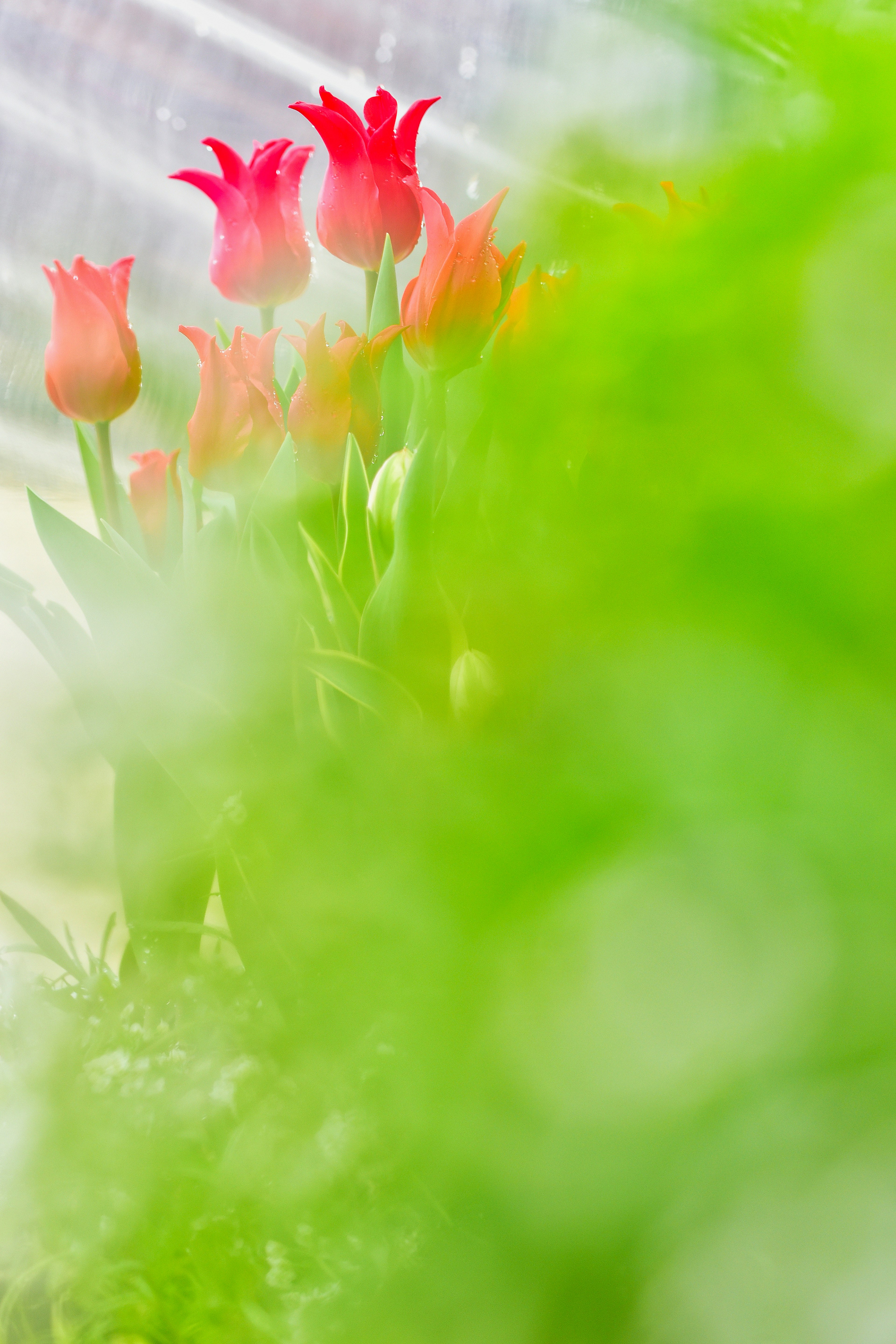 Image floue avec des tulipes rouges sur fond vert