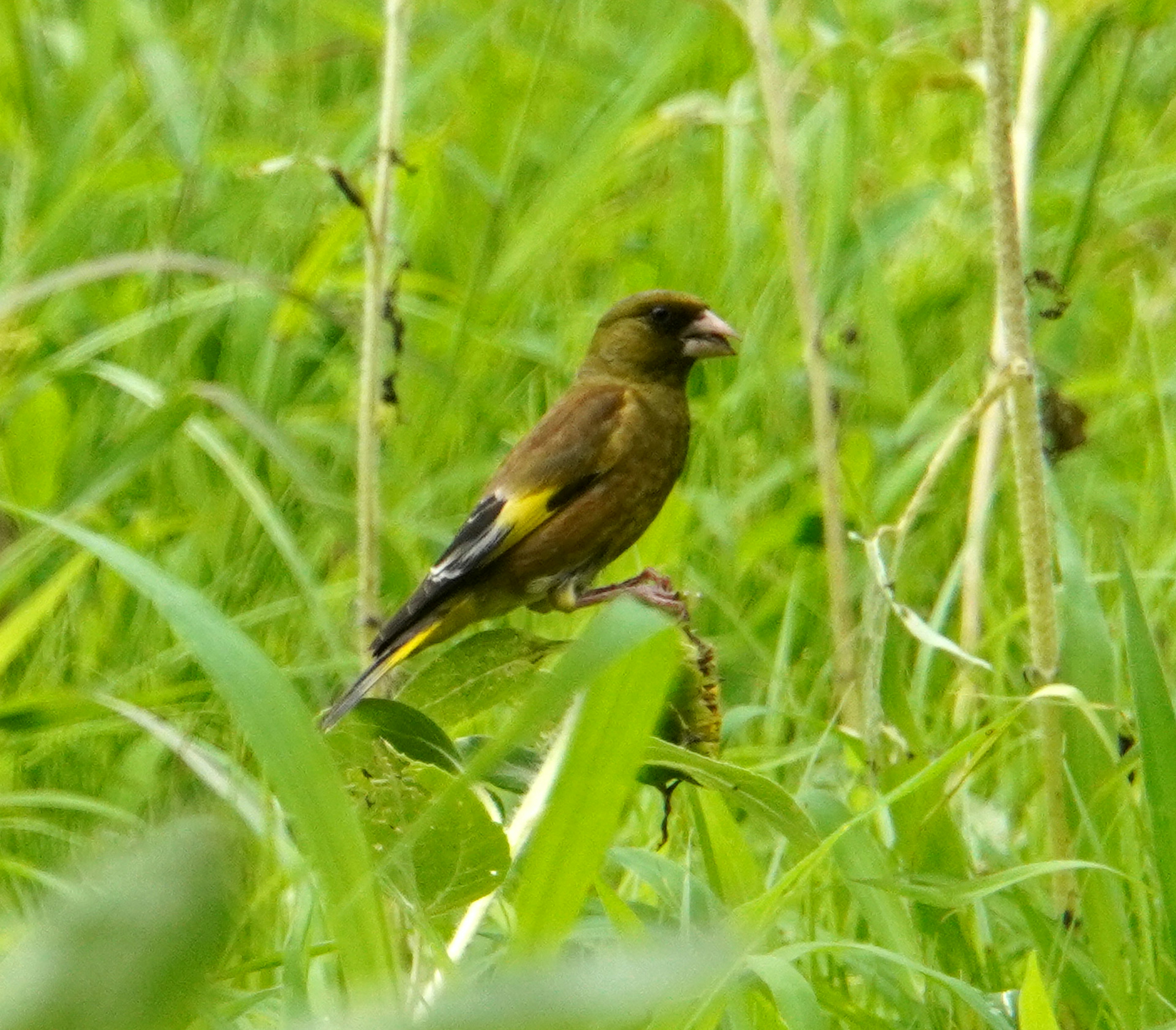 Un mâle de verdier perché au milieu de l'herbe verte luxuriante