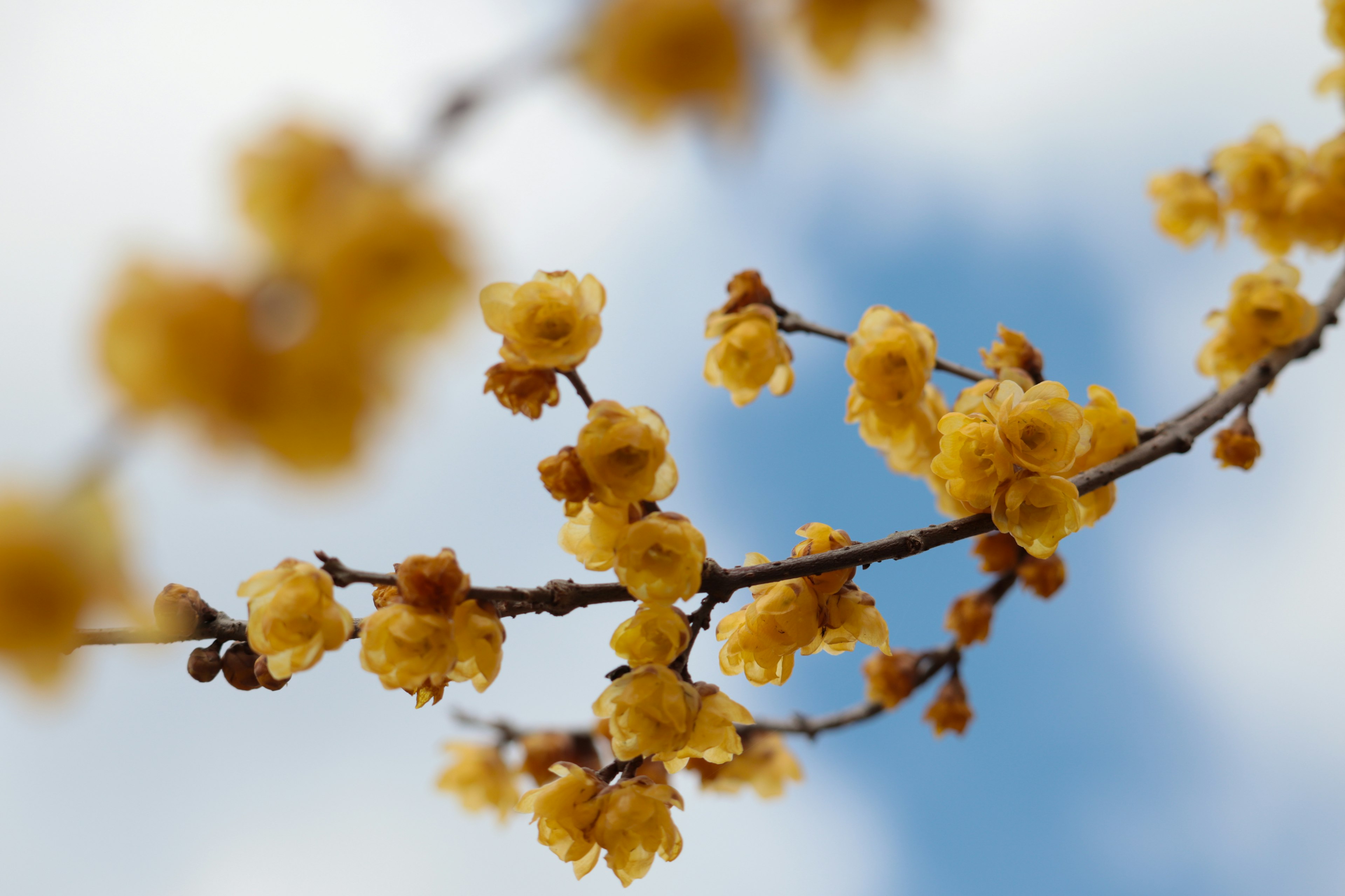 Branch of yellow flowers blooming under a bright sky