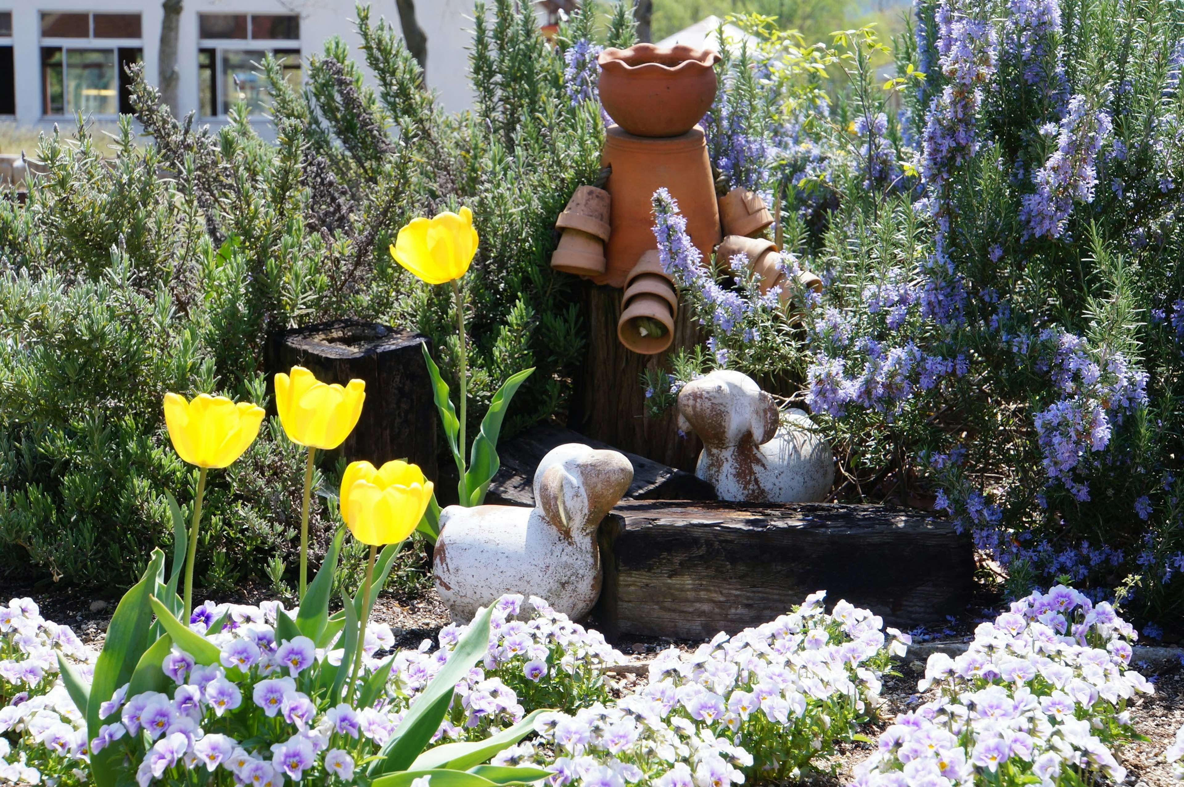 Keramikgießkanne in einem Gartenbeet mit blühenden gelben Tulpen