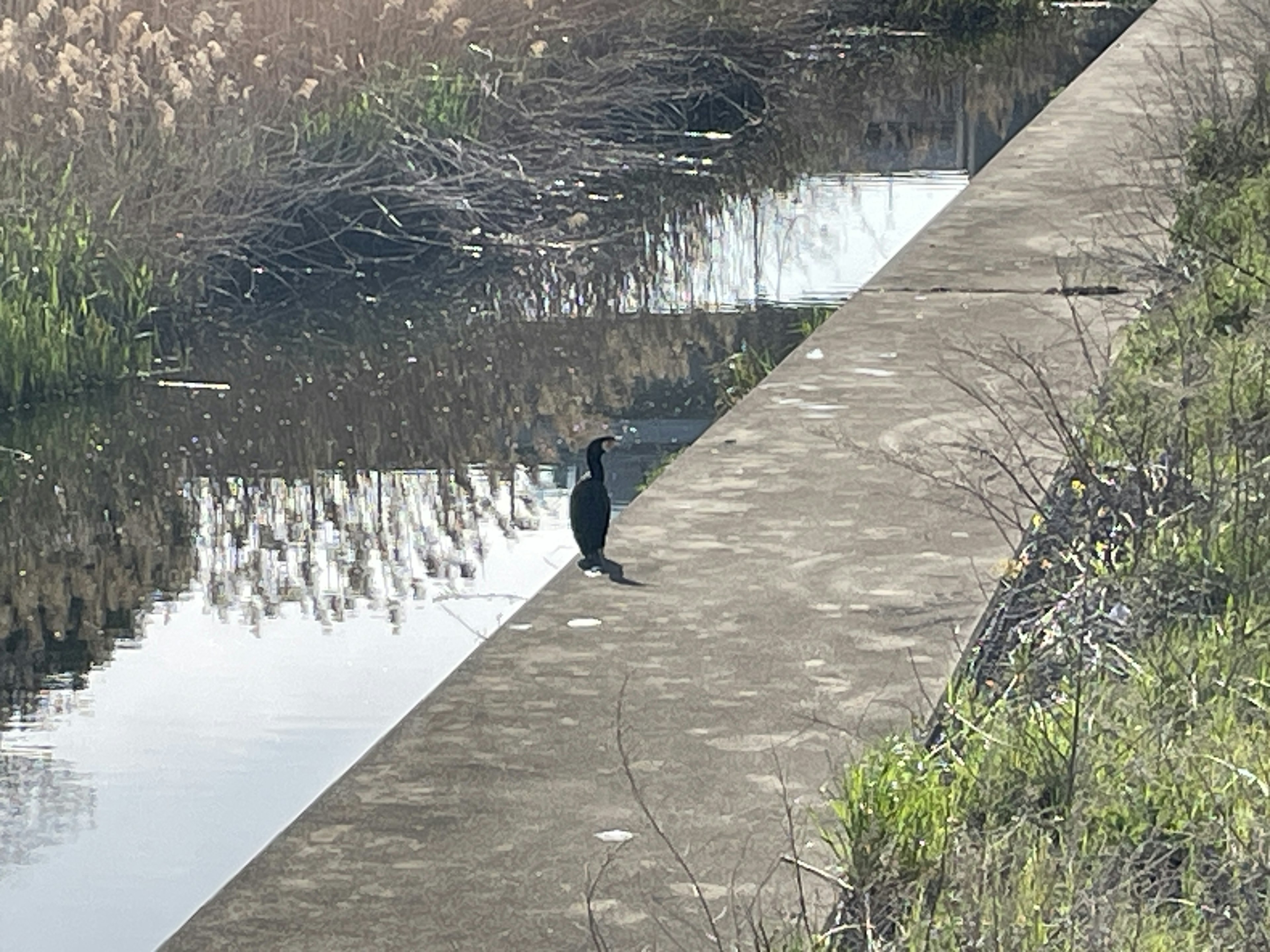 水辺に立つ黒い鳥と周囲の自然