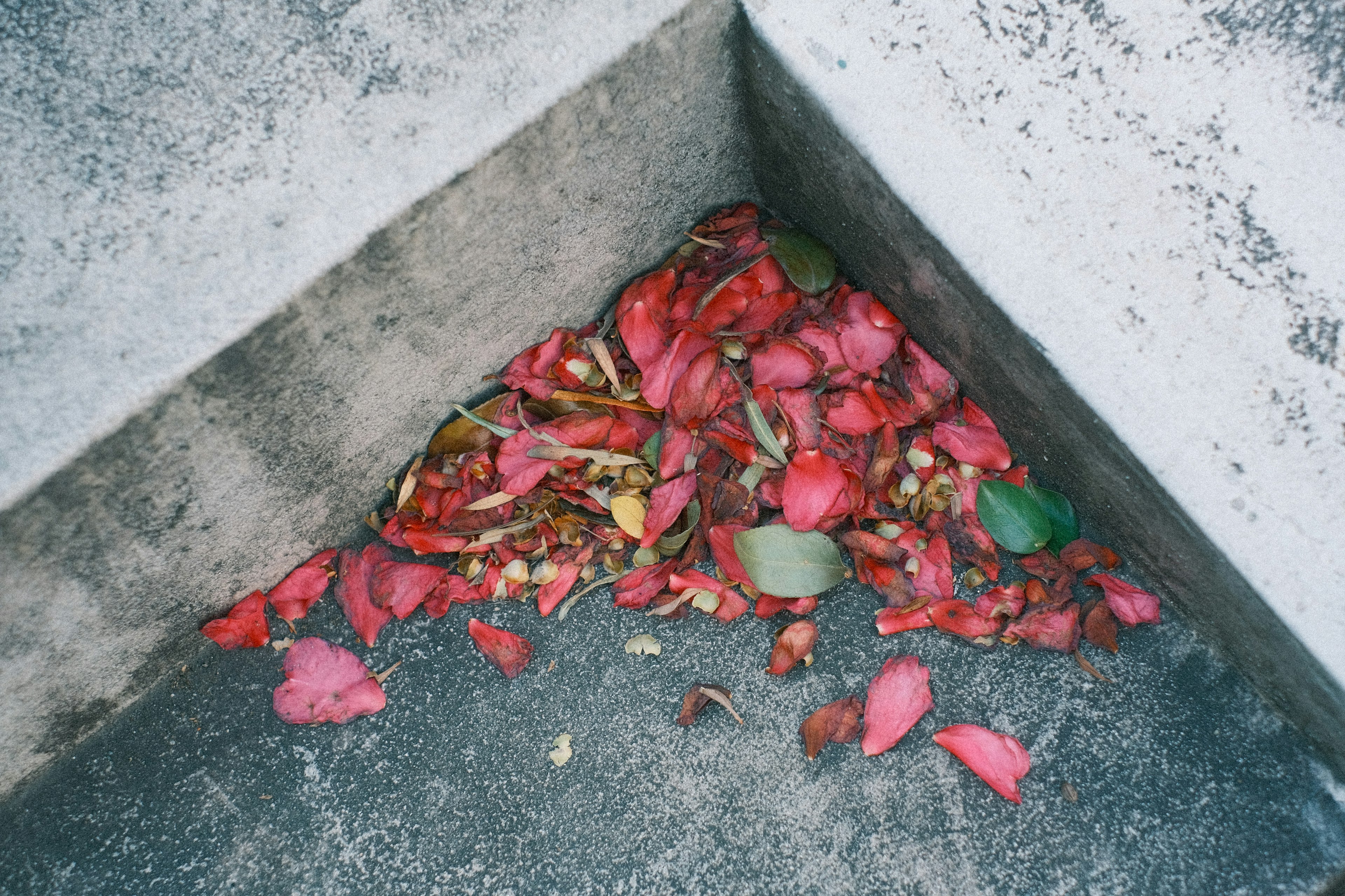 Un montón de pétalos de flores rojas y hojas en una esquina de concreto