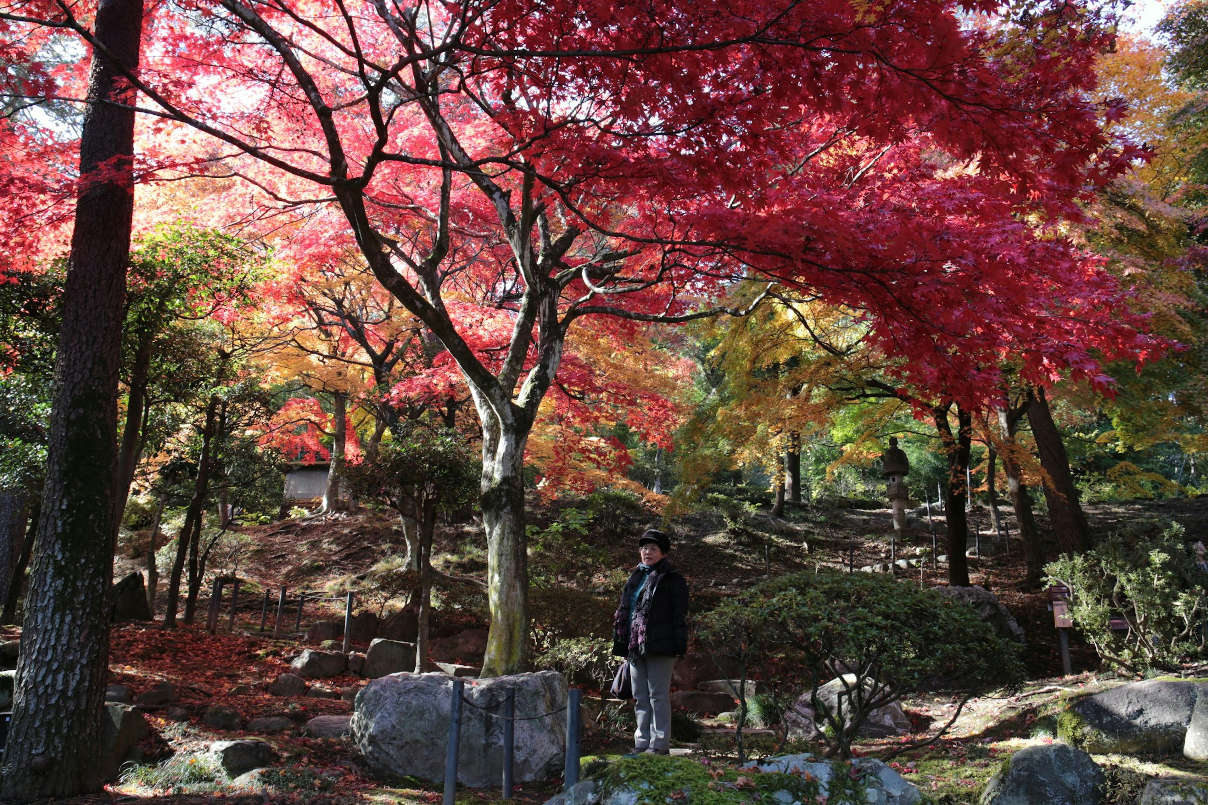 紅葉の美しい庭園に立つ人