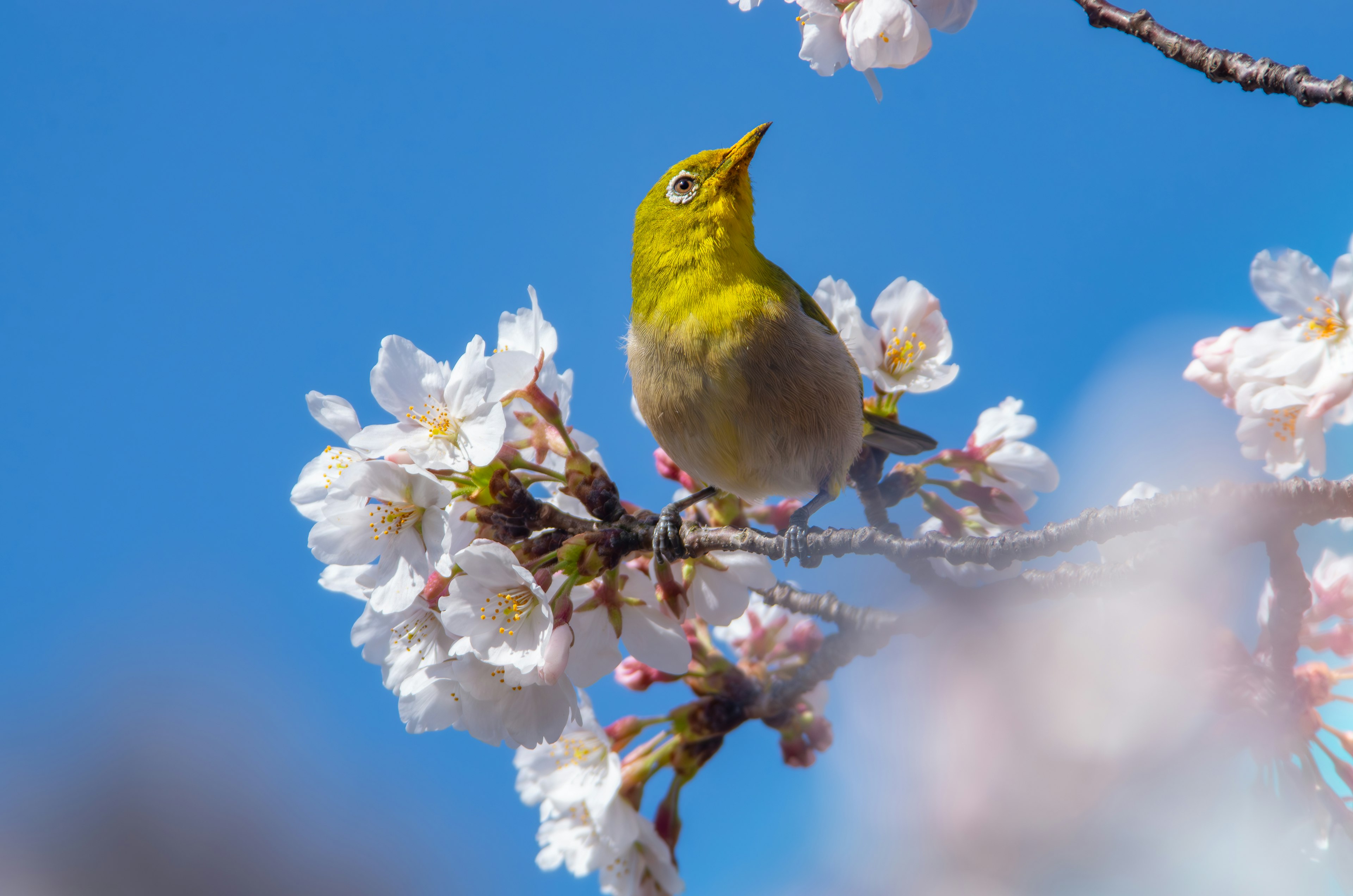 Piccolo uccello giallo-verde appollaiato sui fiori di ciliegio sotto un cielo blu