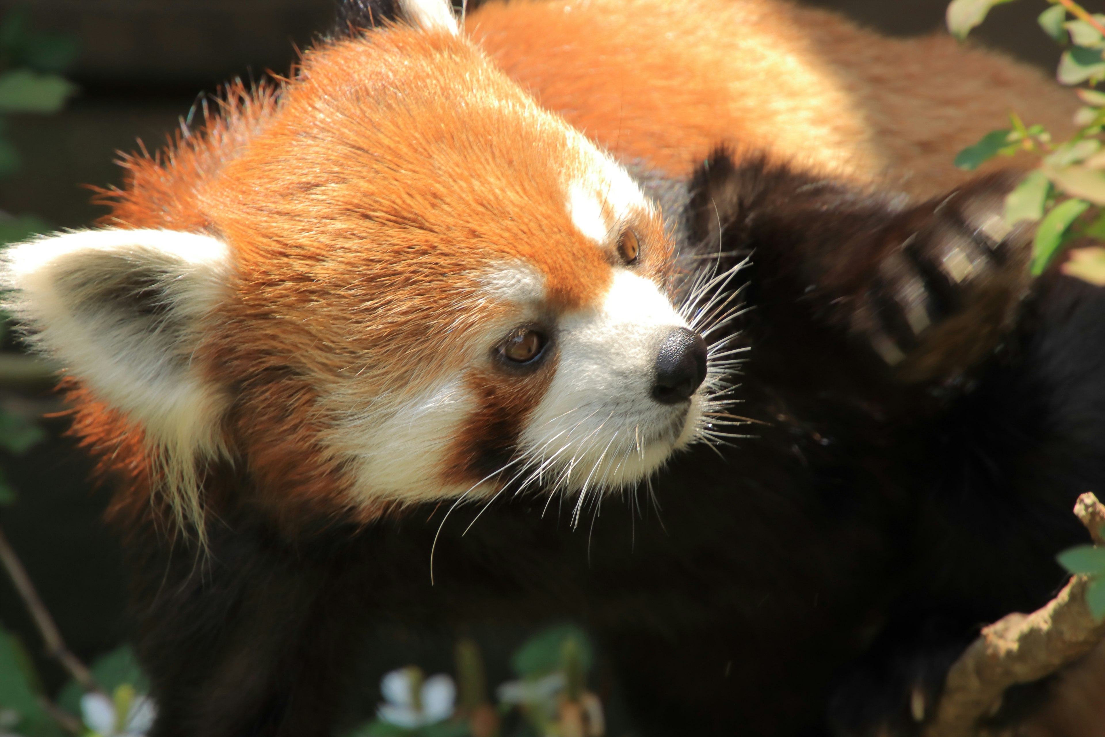 小熊猫依偎在树枝上，背景为郁郁葱葱的绿色