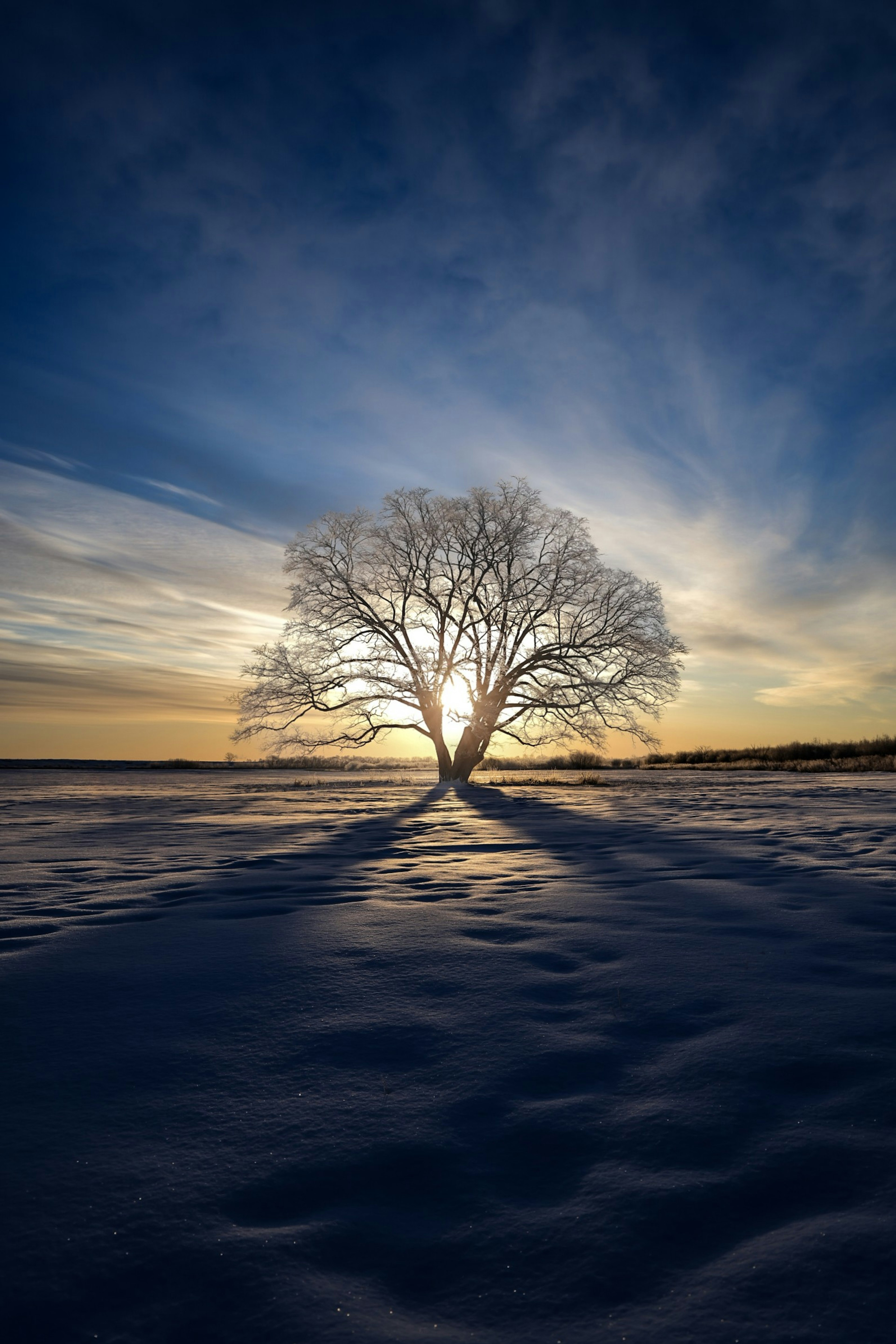 A large tree standing in a snowy landscape with a sunset