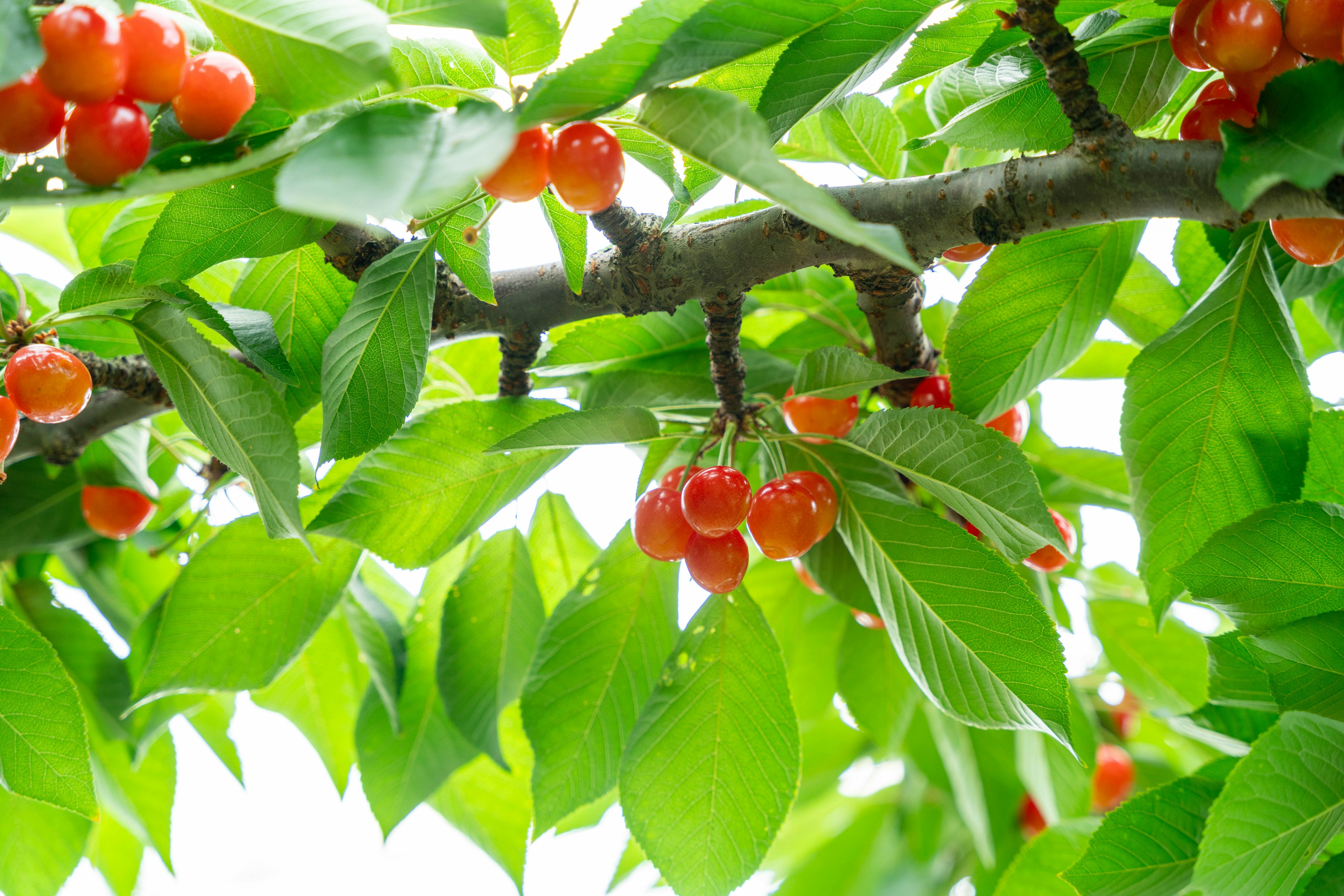 Branch of a cherry tree with vibrant green leaves and clusters of red cherries