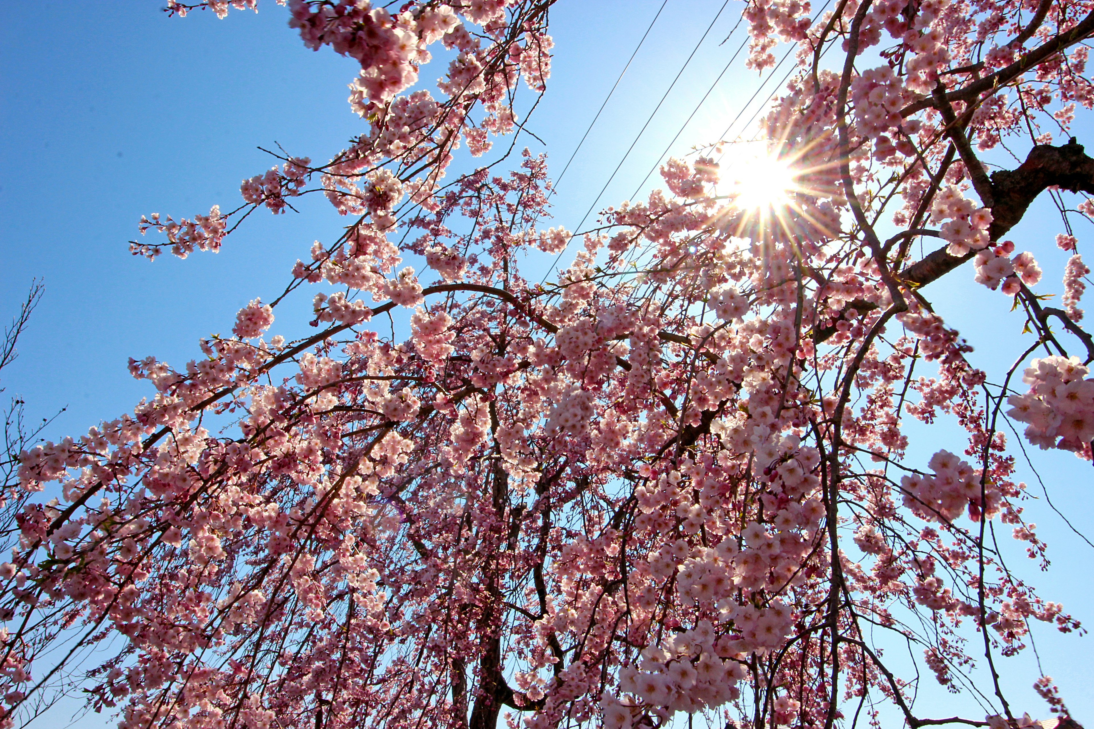 青空の下で咲く桜の花と太陽の光