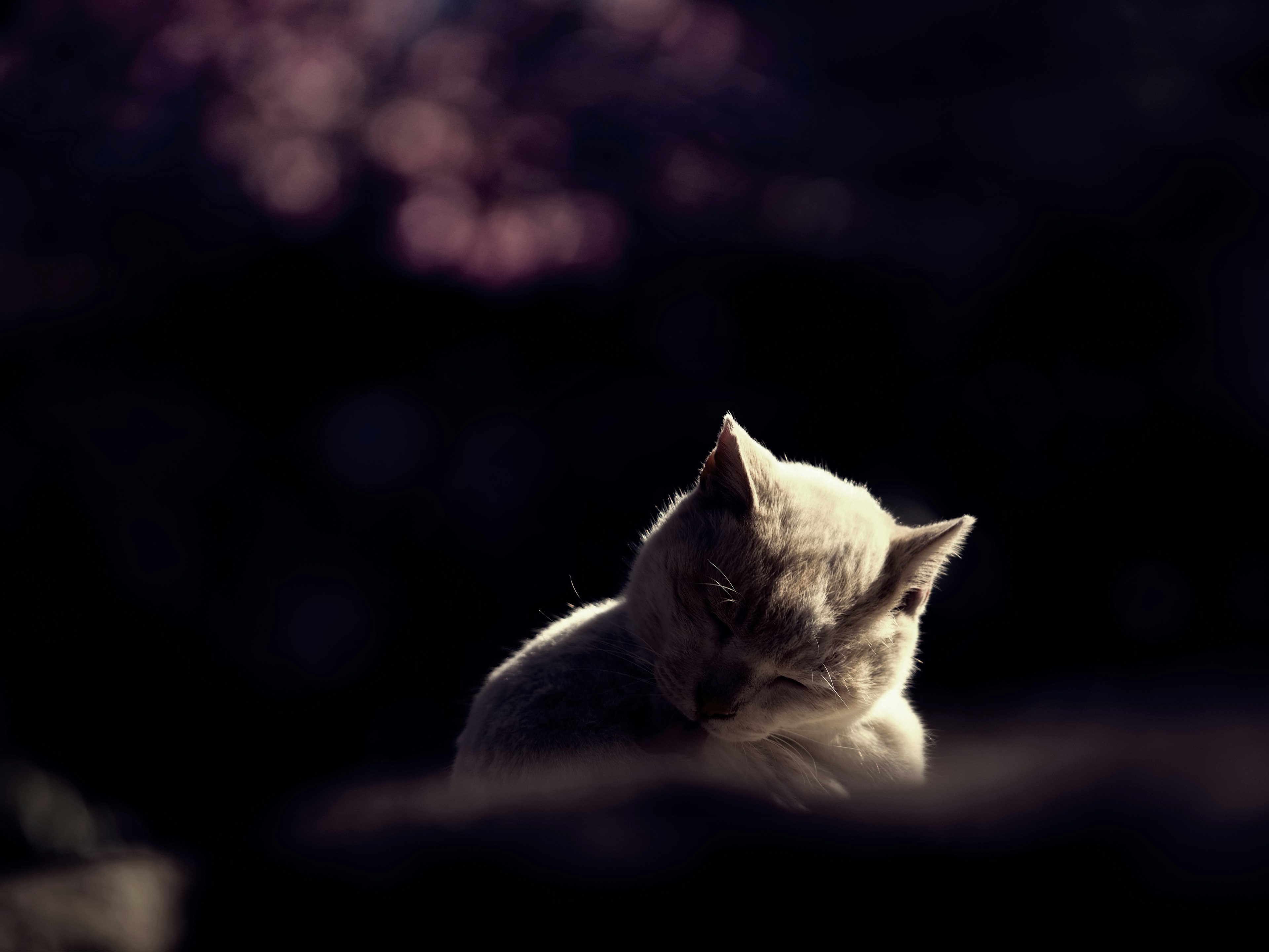 Silhouette of a white cat sitting against a dark background