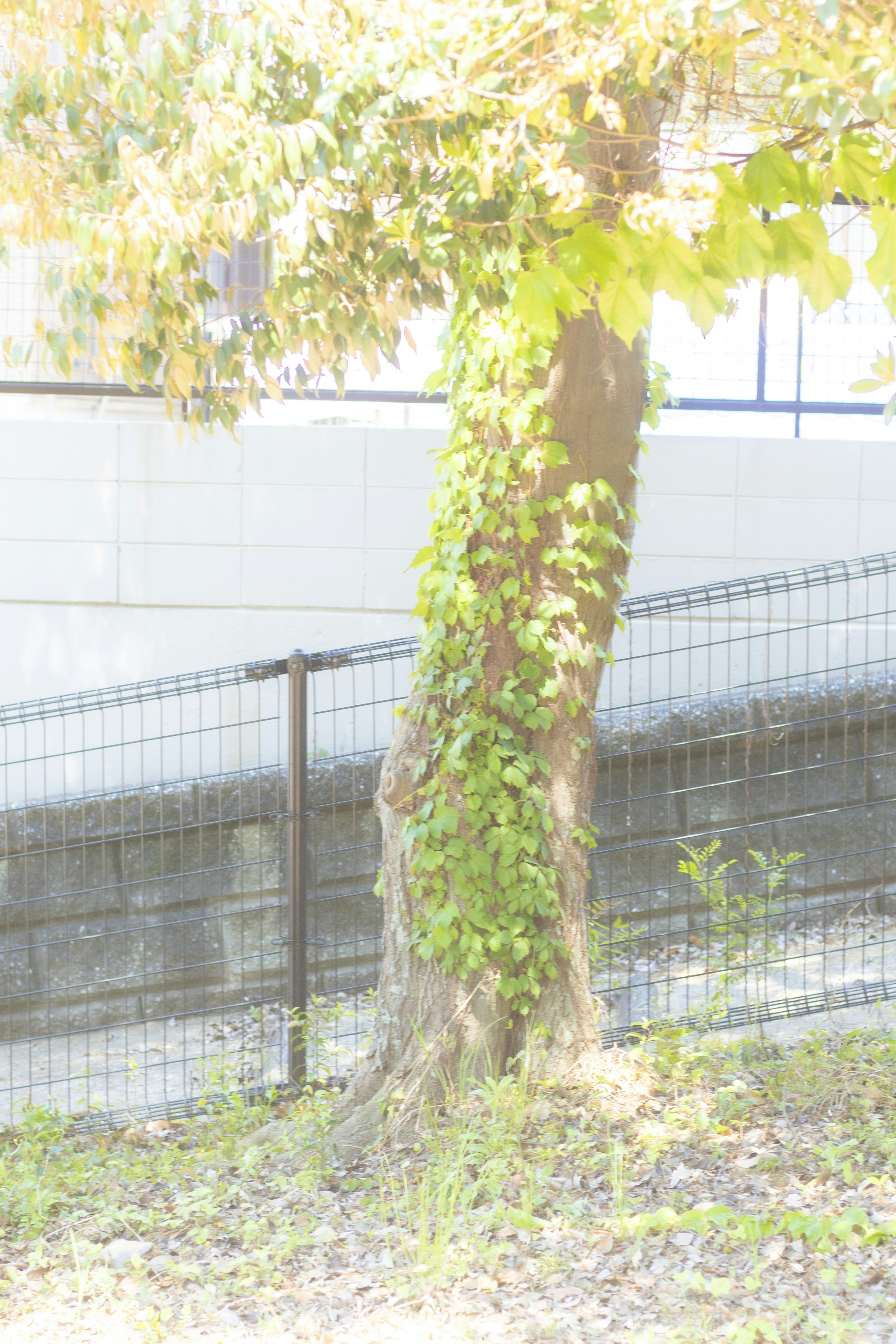 Tree trunk covered in green ivy with golden leaves