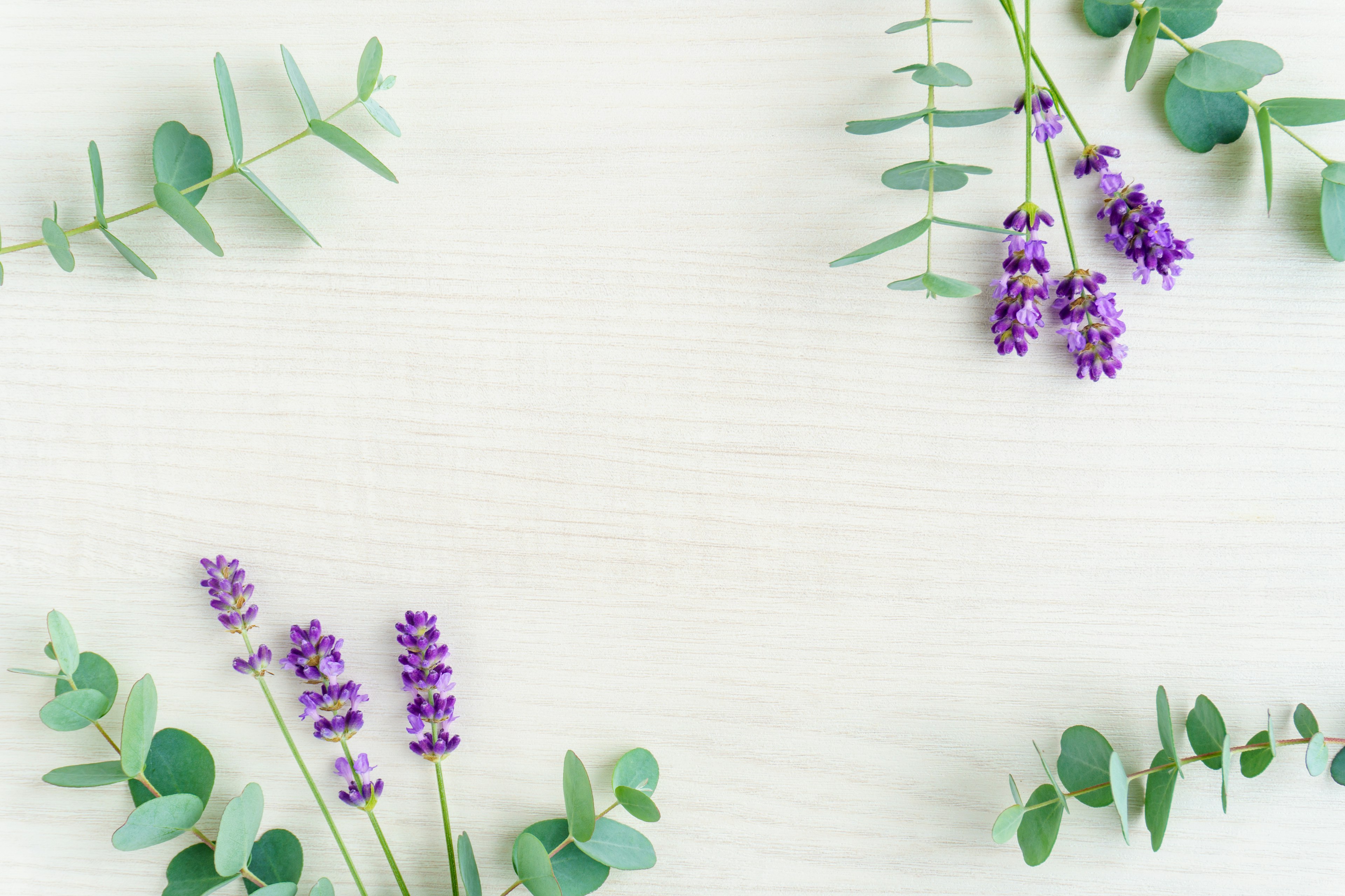 Lavender flowers and eucalyptus leaves arranged on a white background