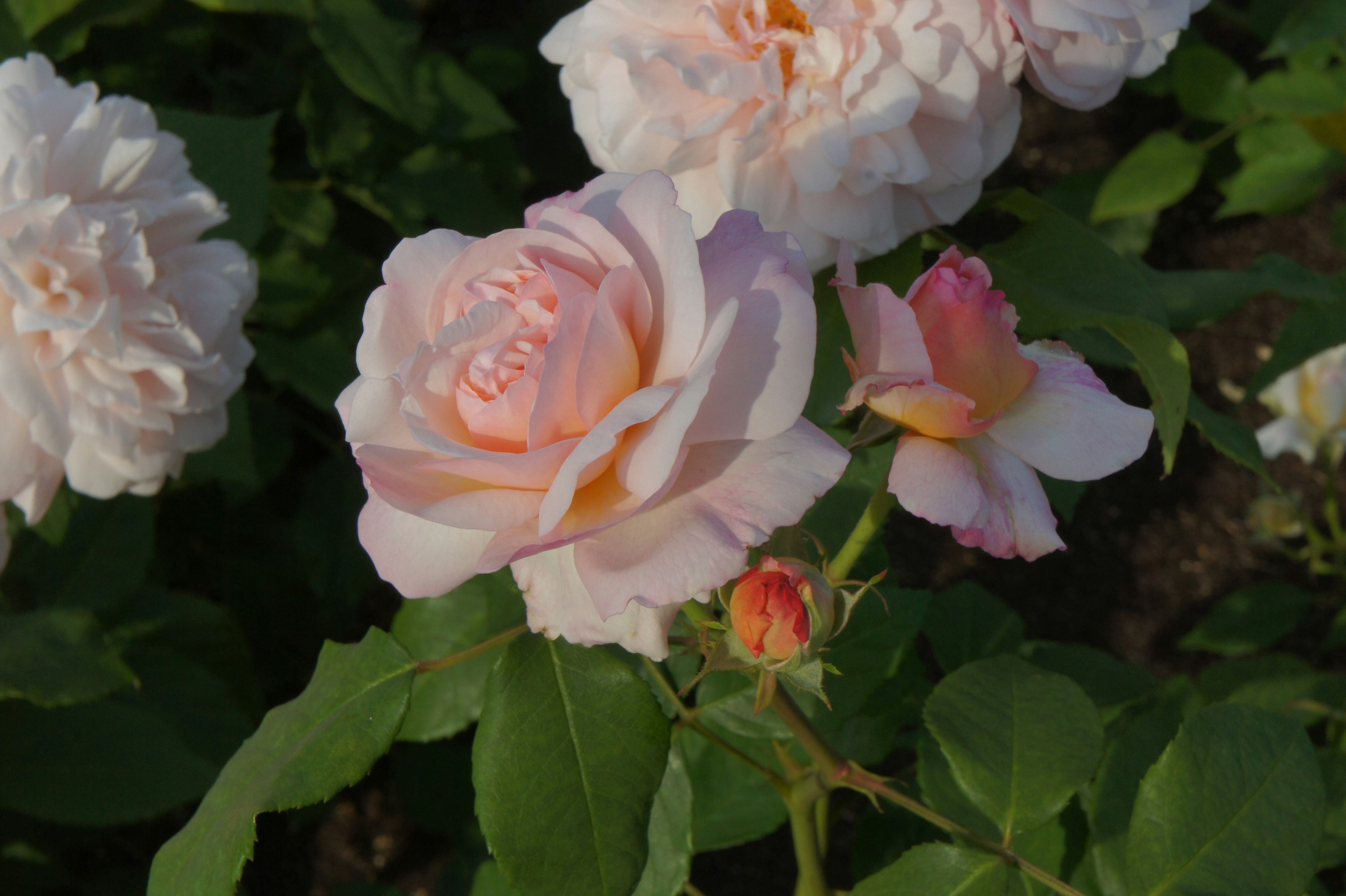 Una colección de flores hermosas con una rosa de color rosa pálido y botones