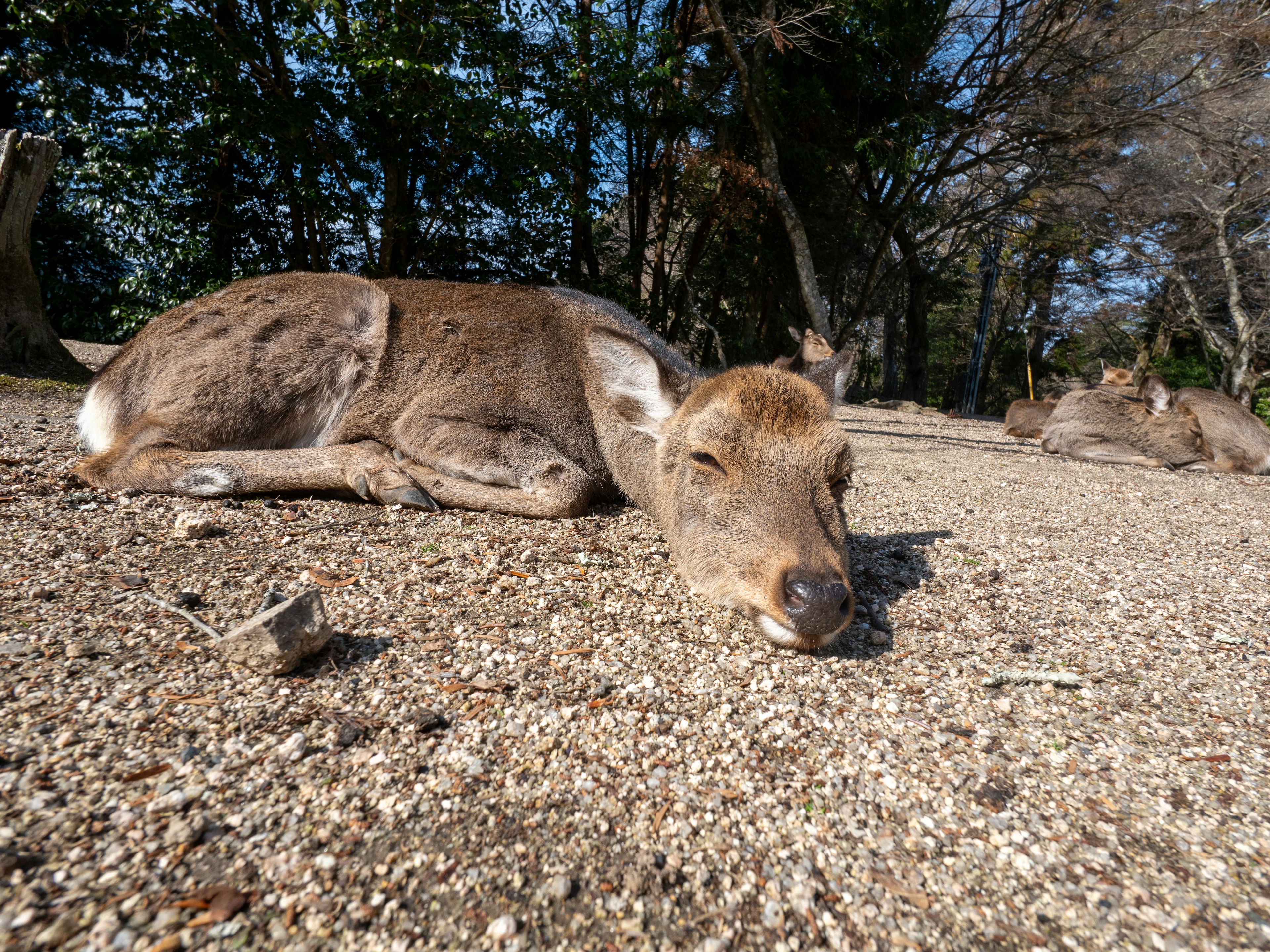 A deer resting on the ground with surrounding nature