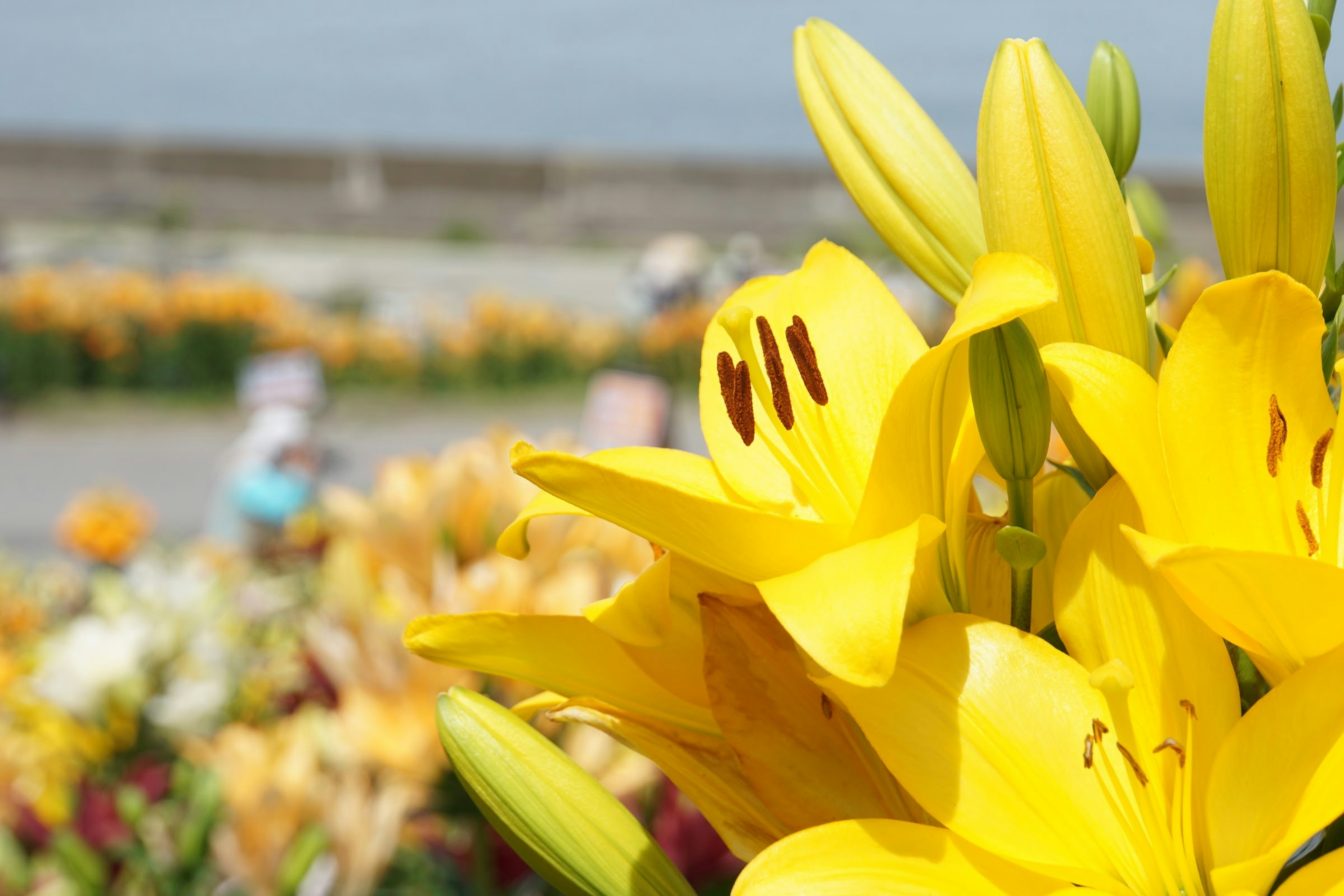 Lys jaunes vibrants au premier plan avec un arrière-plan flou de fleurs en pleine floraison