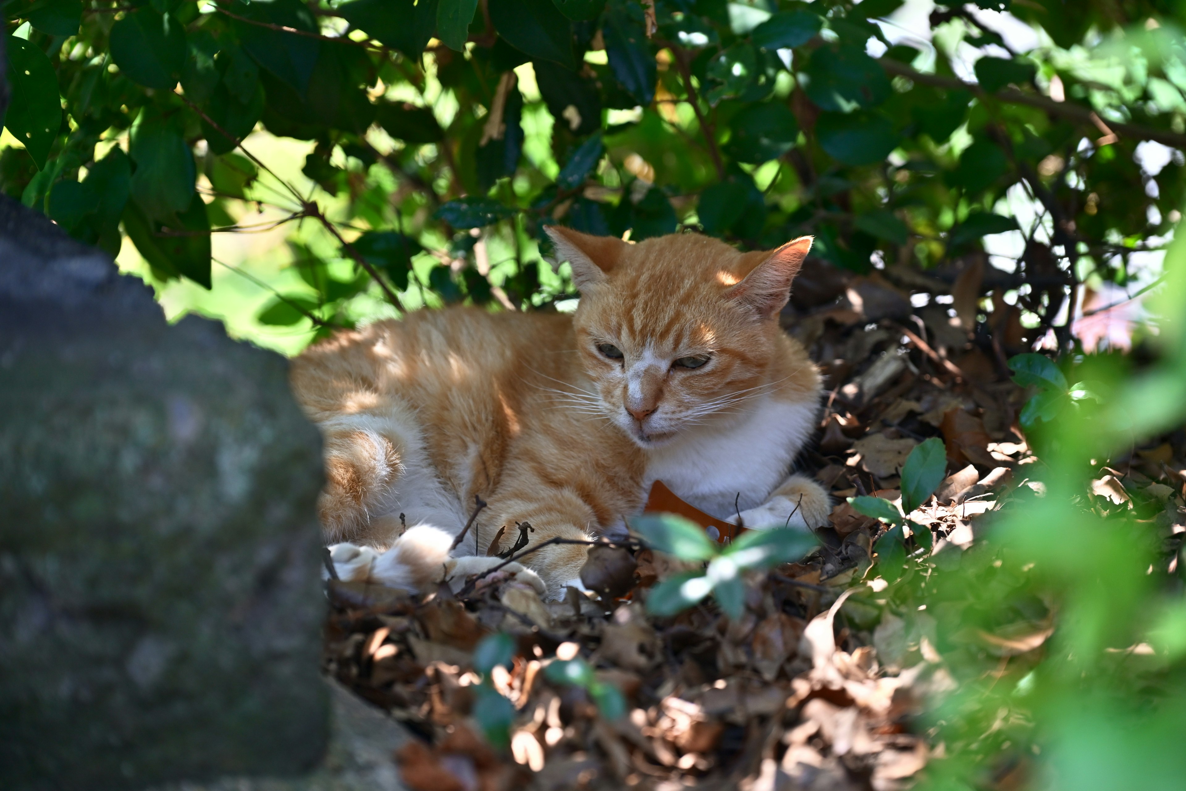 Orange cat relaxing among green leaves