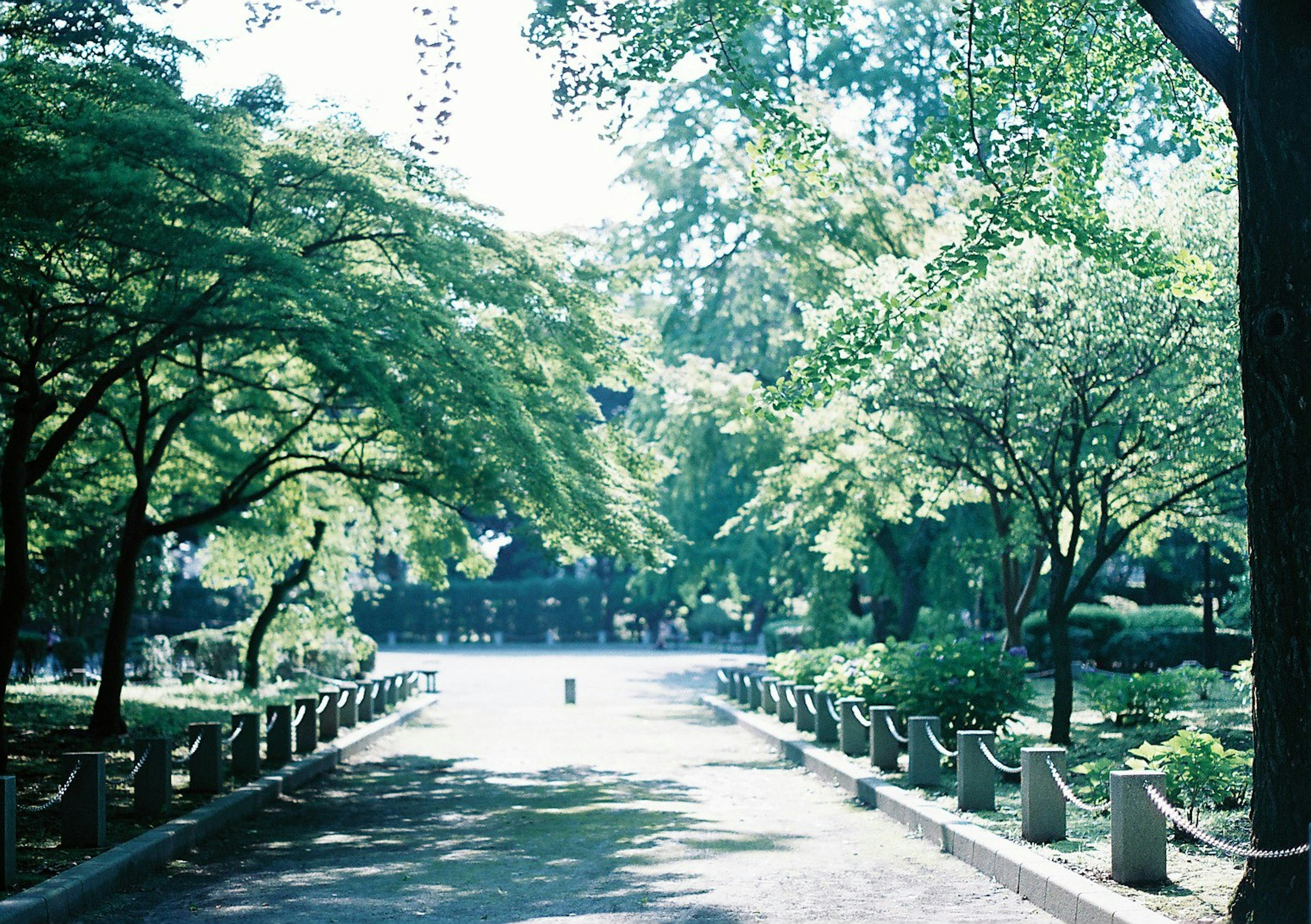 Photo d'un chemin verdoyant dans un parc