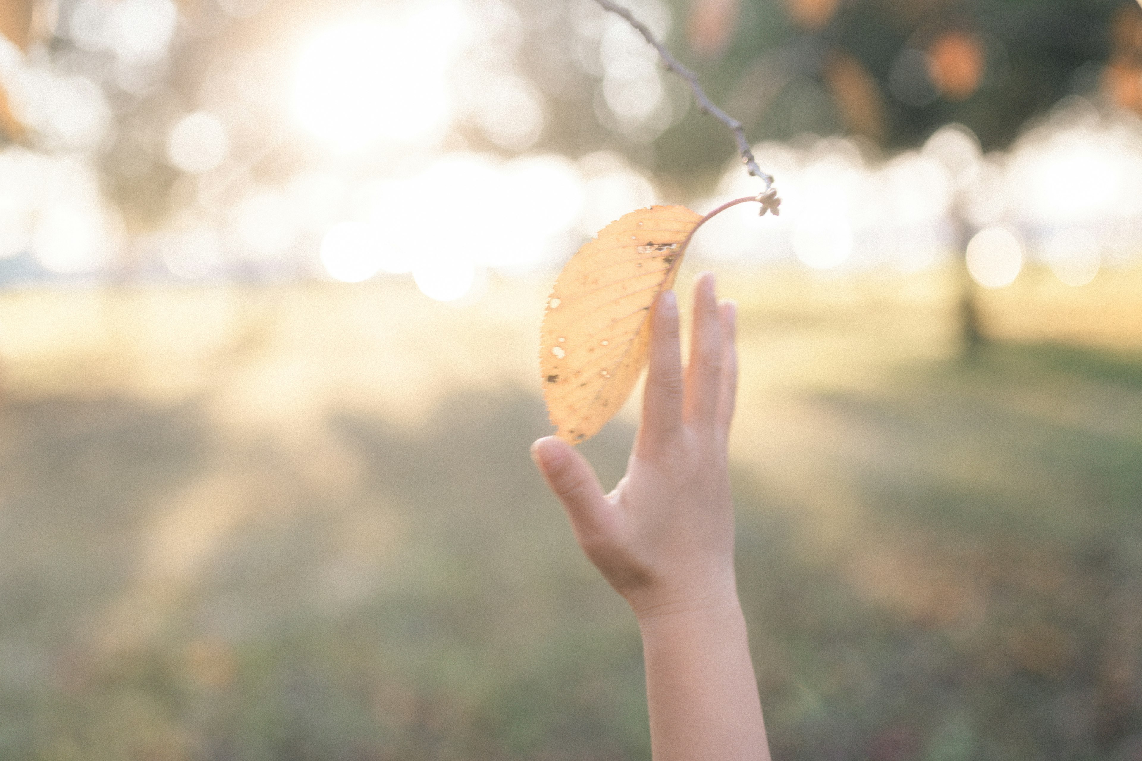 Una mano alcanzando una hoja de otoño dorada en un parque iluminado por el sol