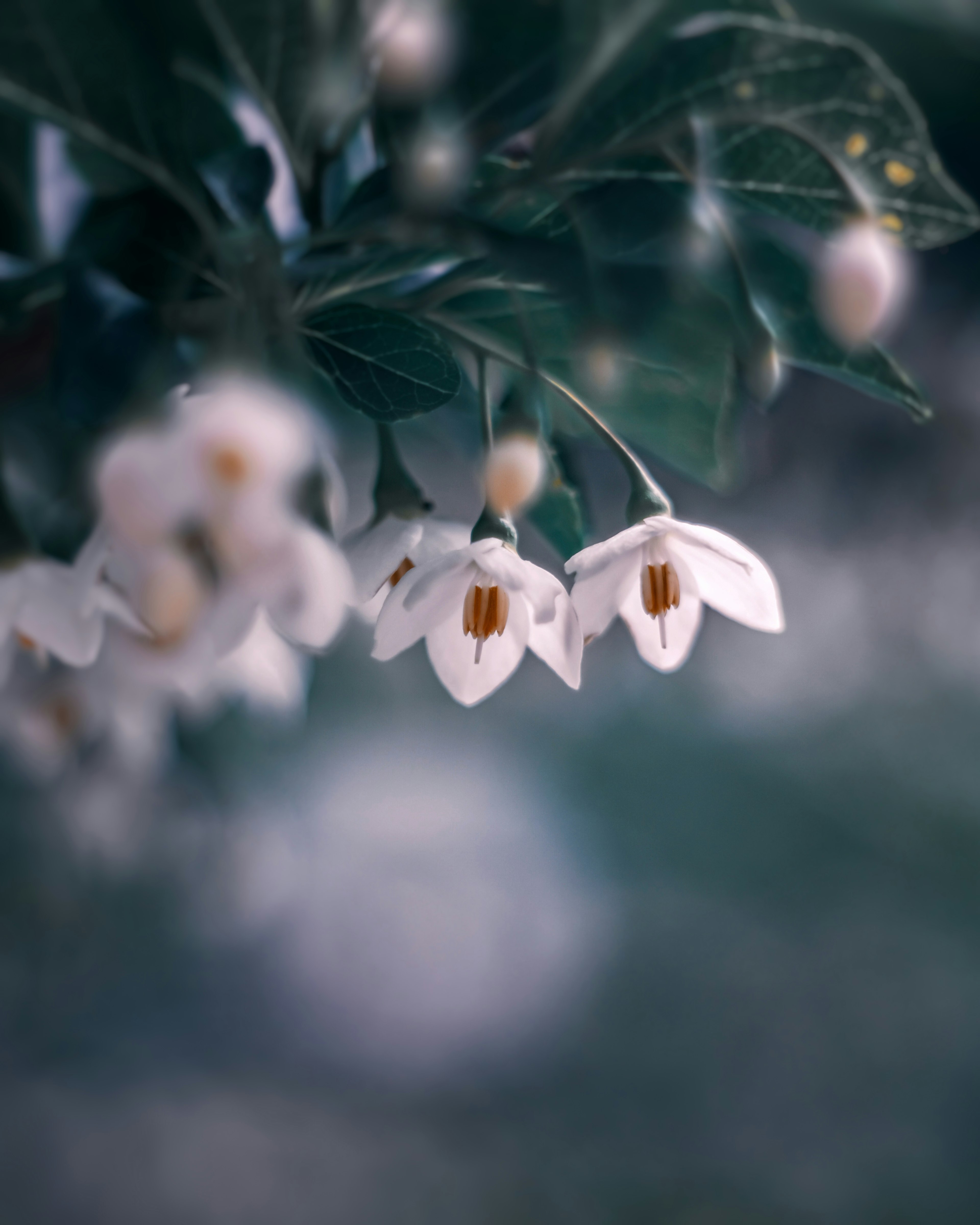 Image de délicates fleurs blanches avec un arrière-plan vert doux