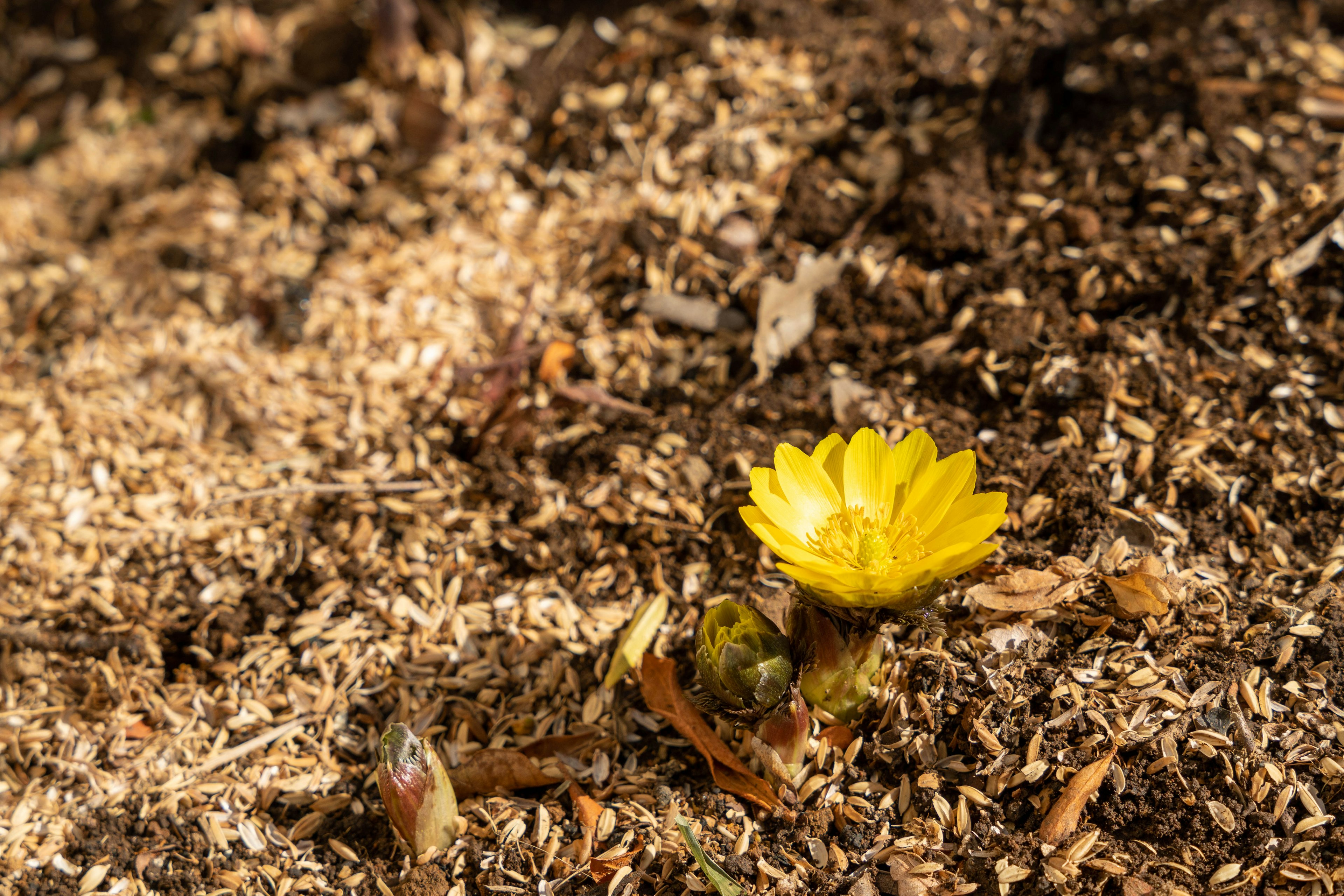 Eine gelbe Blume blüht auf dem Boden