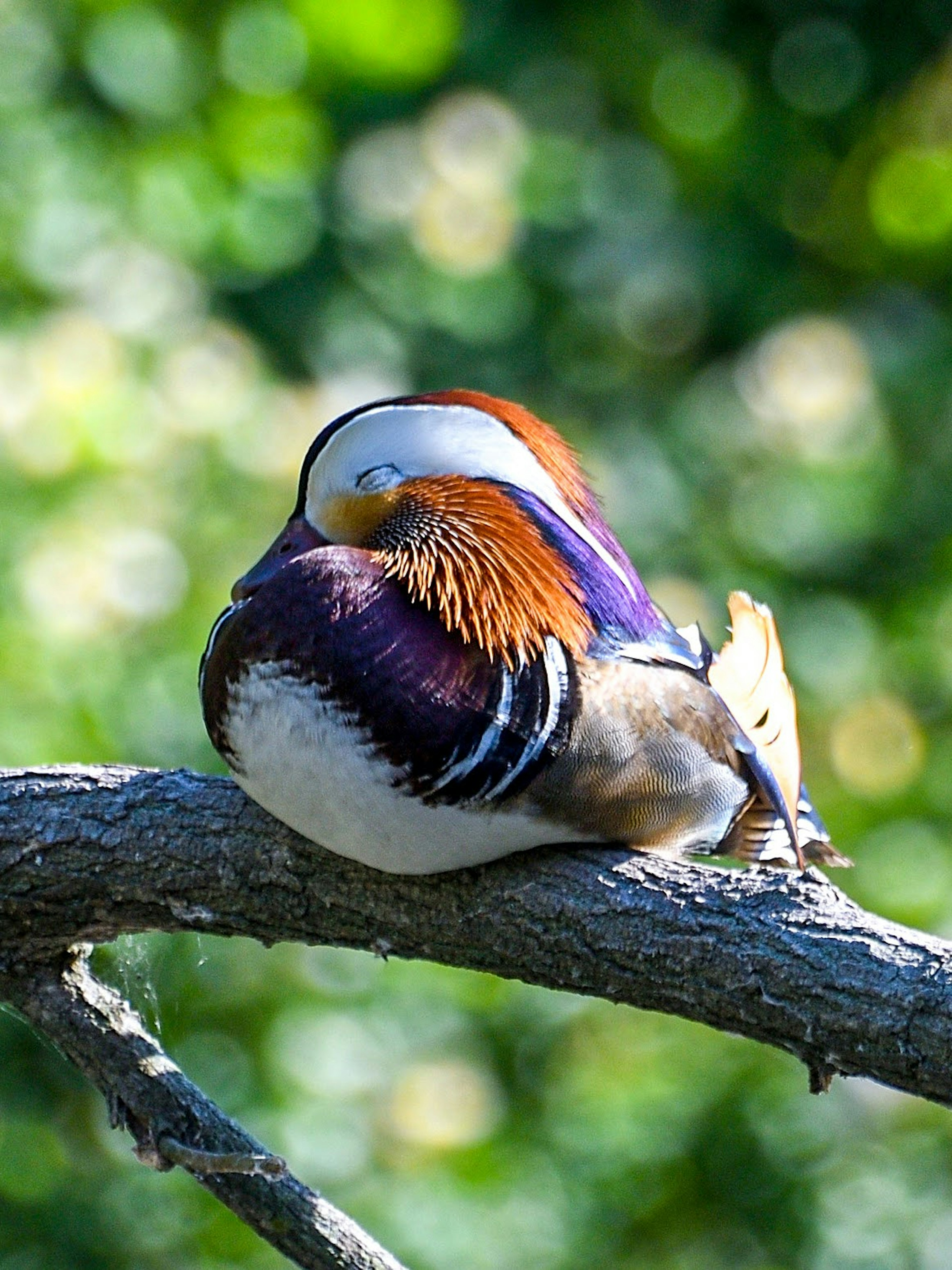 Un pájaro con hermosos patrones de plumas descansando en una rama