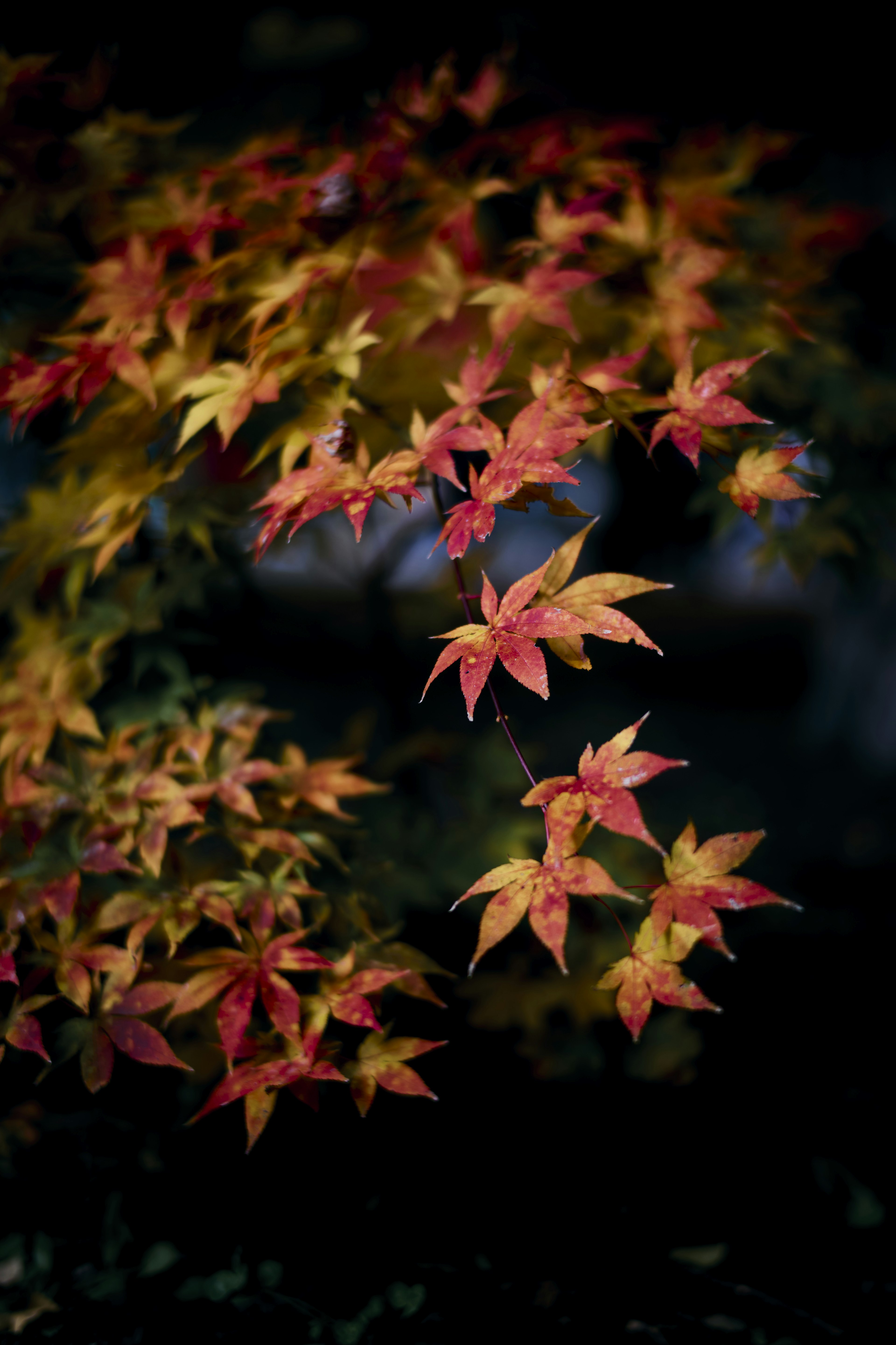 Lebendige Herbst-Ahornblätter in Rot- und Gelbtönen vor dunklem Hintergrund