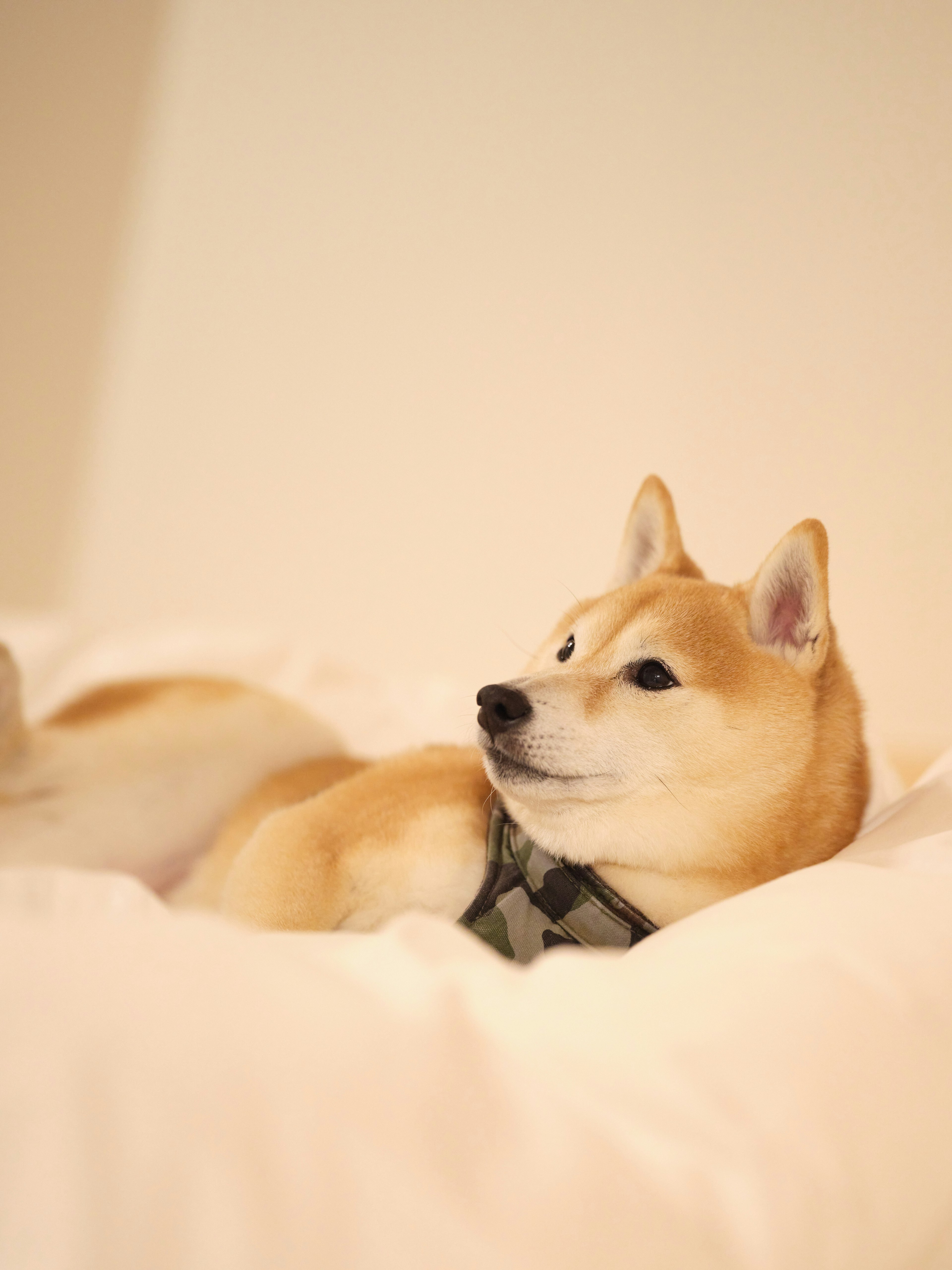 Shiba Inu lying on a soft bed