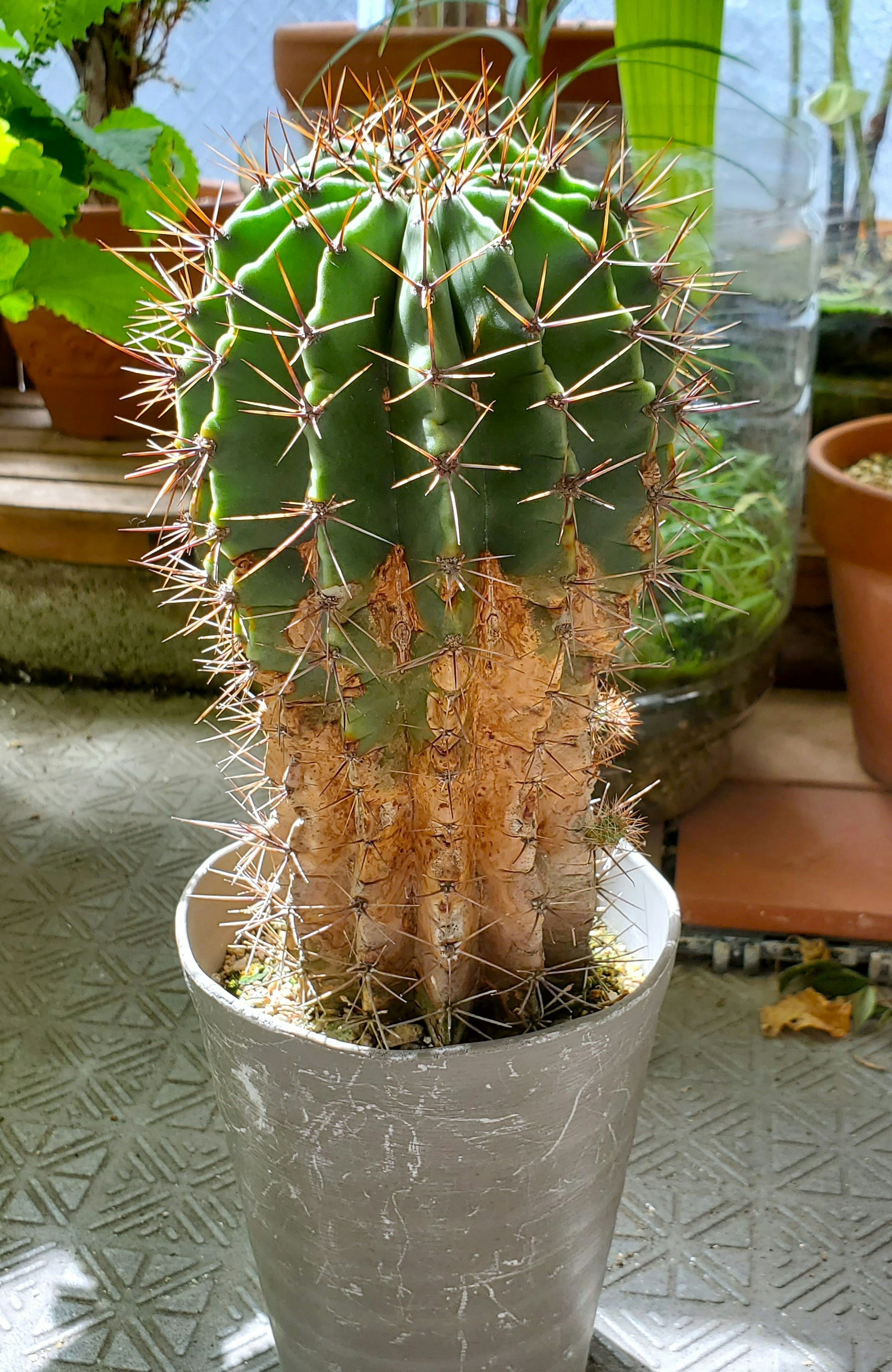 Green spiky cactus in a white pot