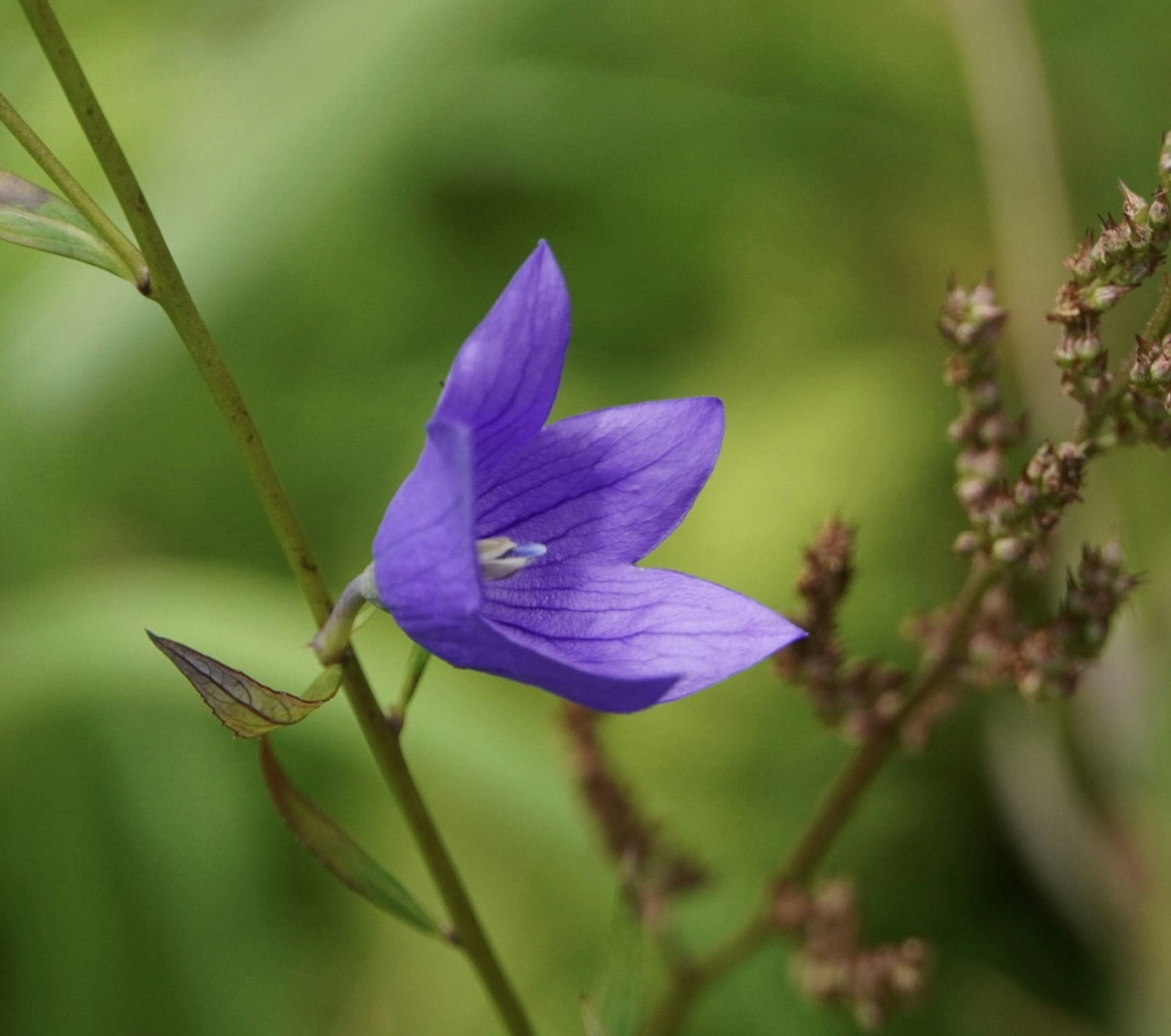 Purple flower with green background featuring delicate petals